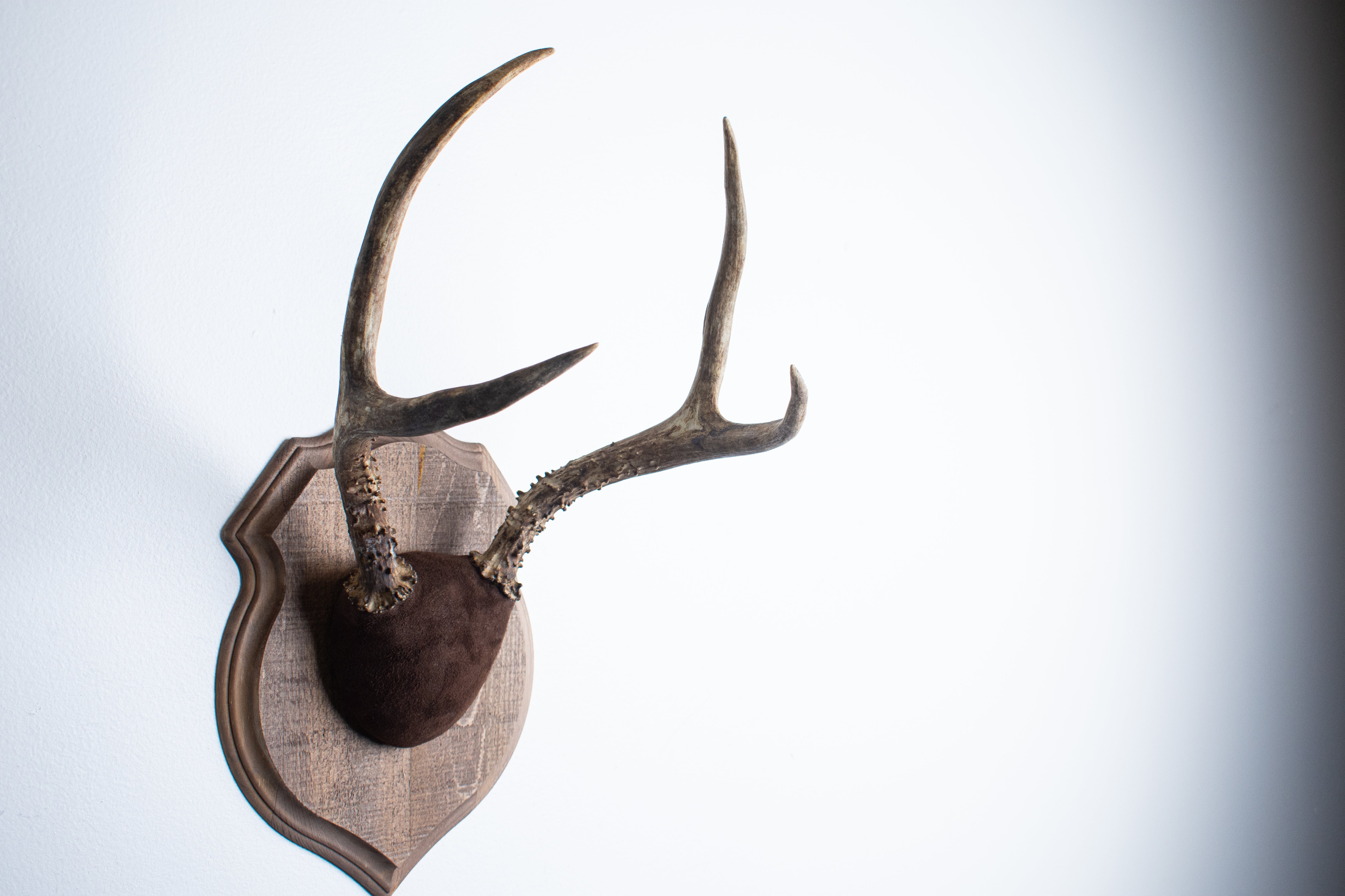 Mule Deer Antler Mount | Chocolate | 12