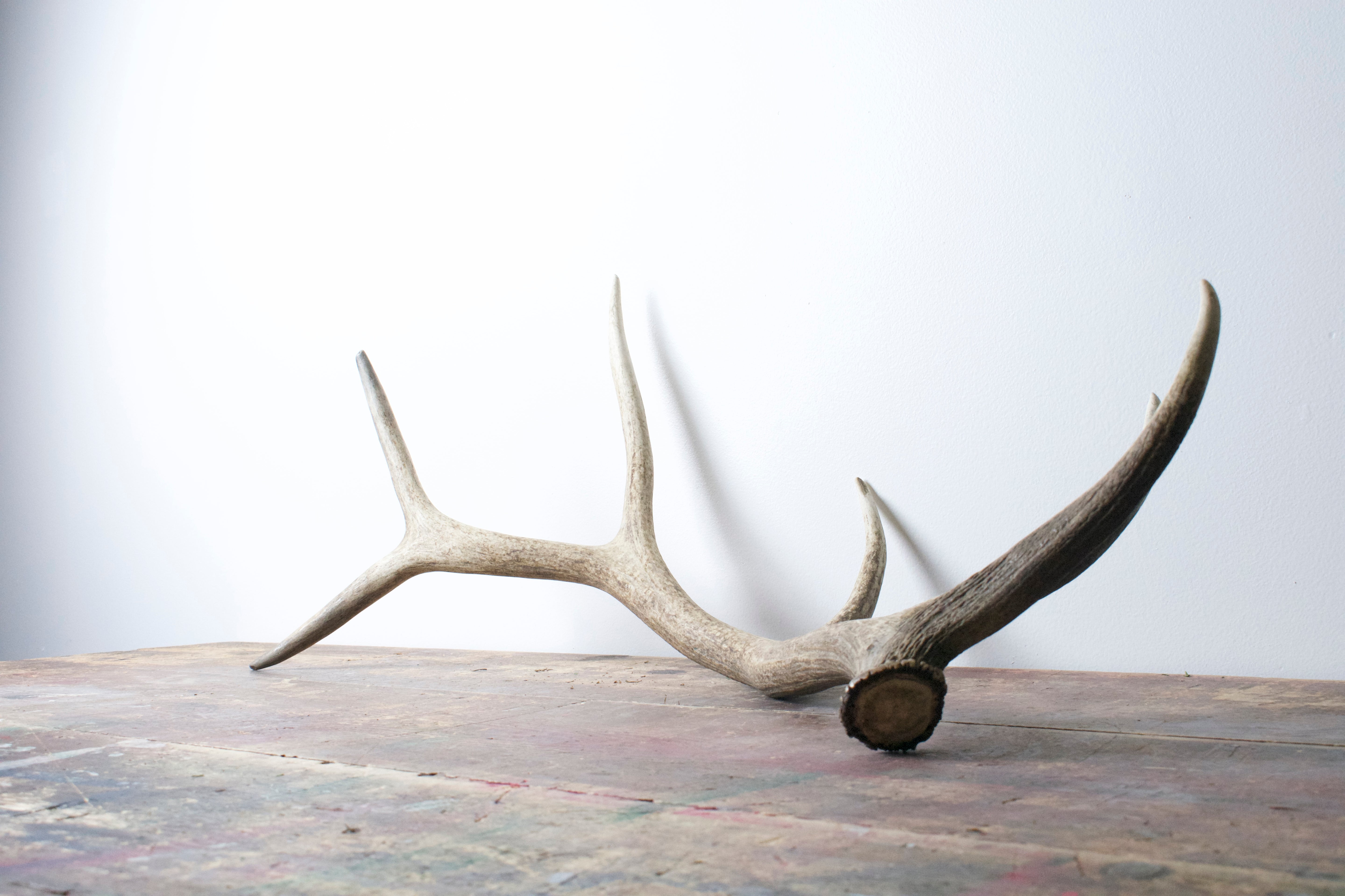Elk Antler | Large Size | 24