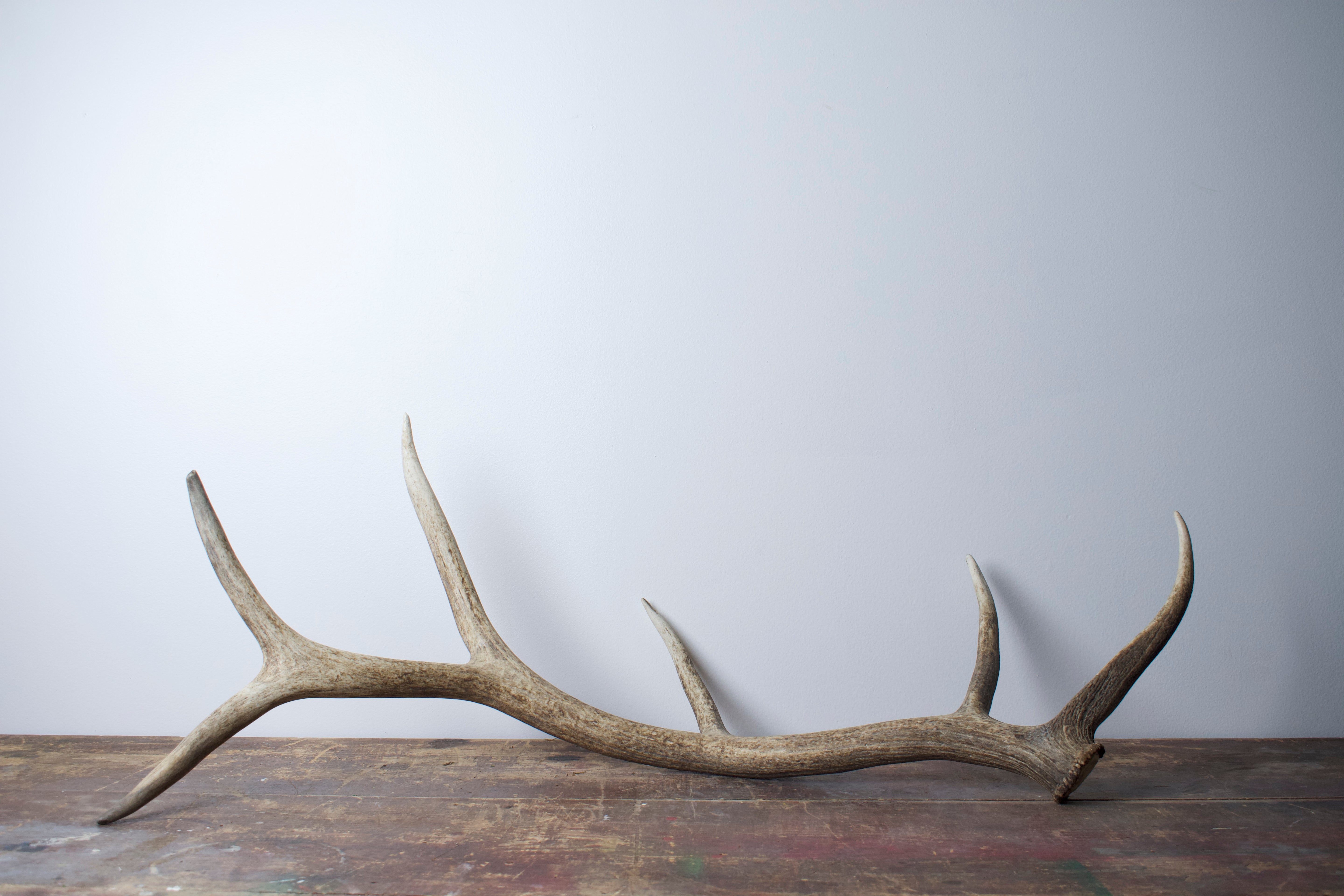 Elk Antler | 24