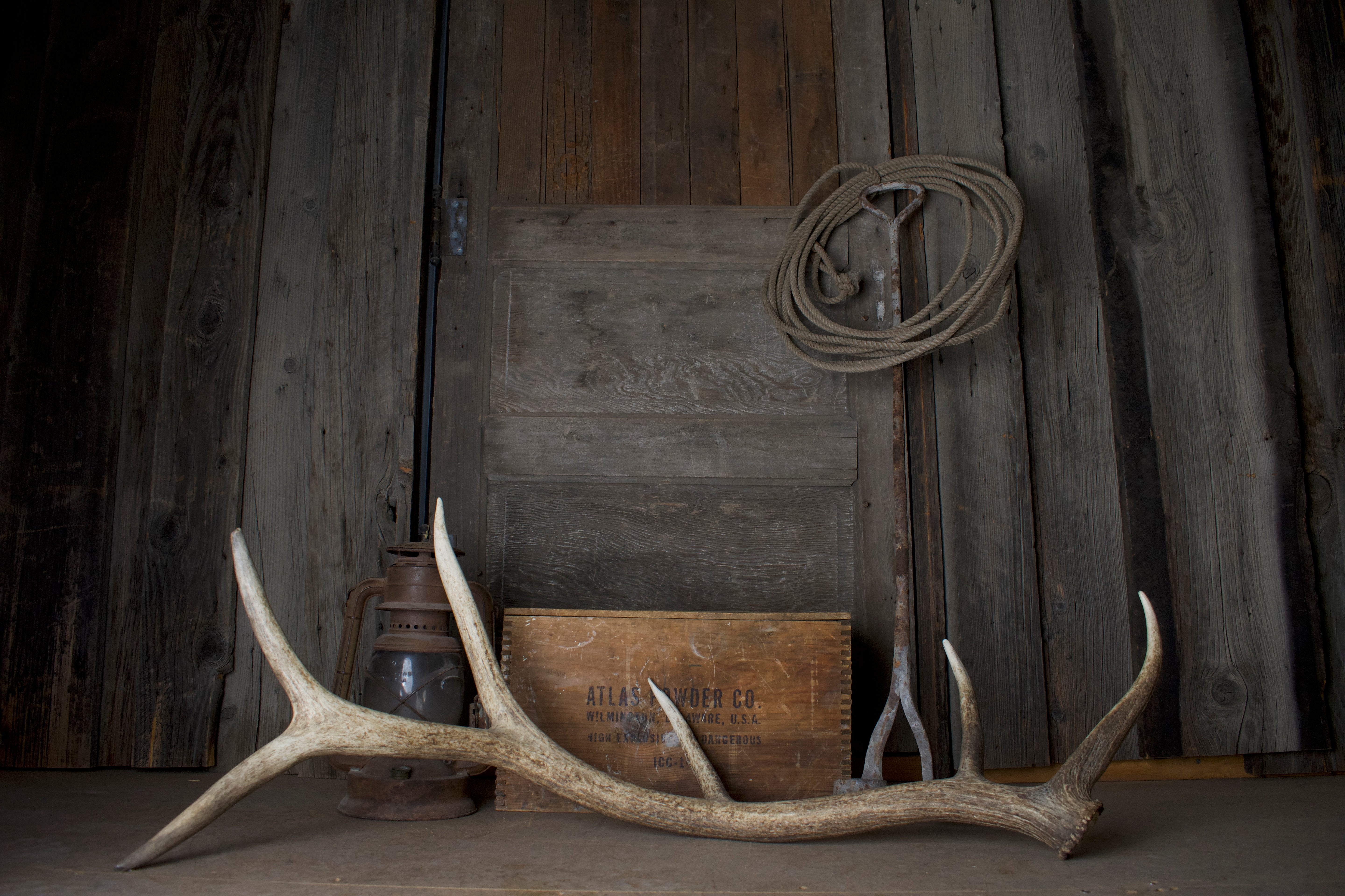 Elk Antler | 24