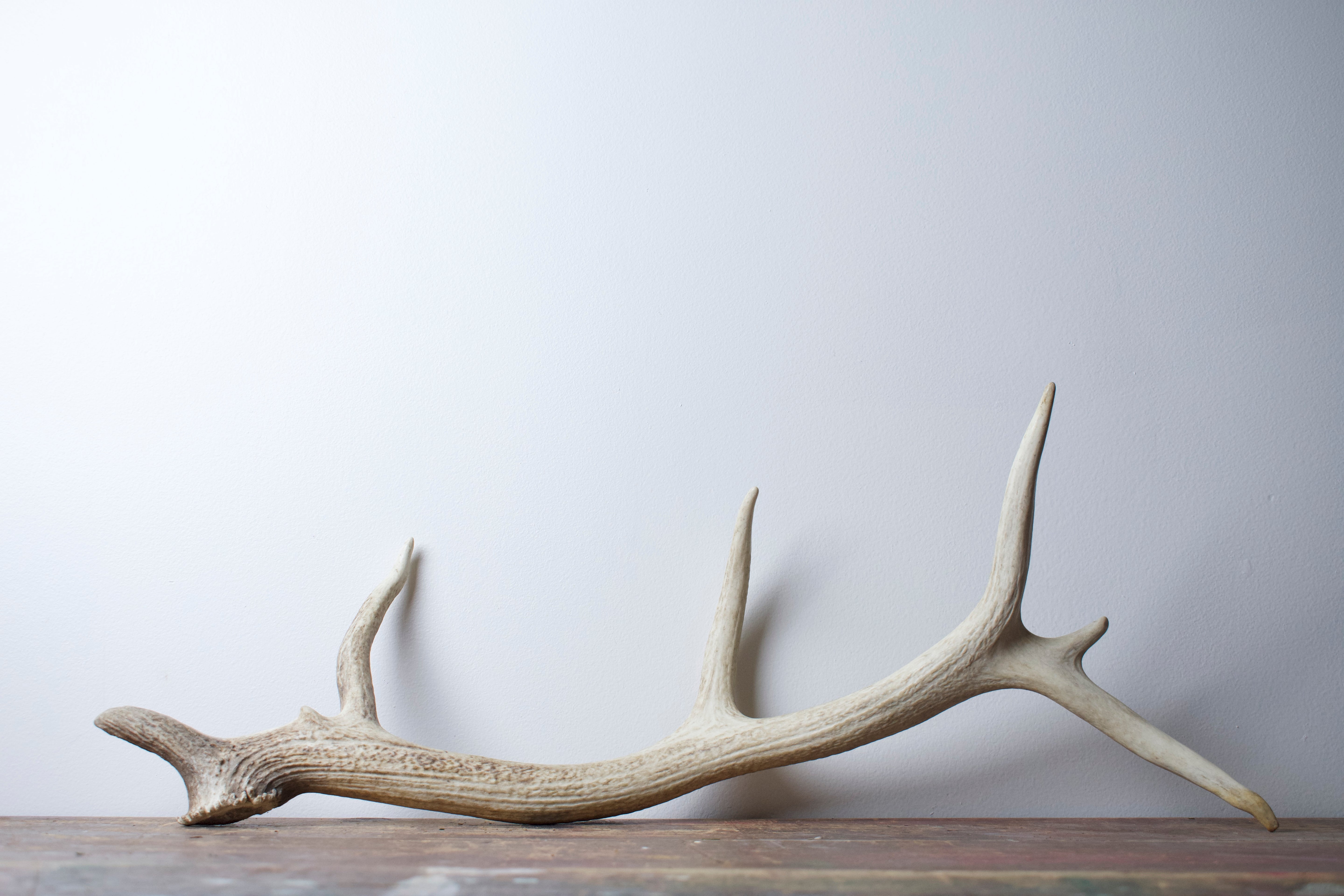 Elk Antler | 27