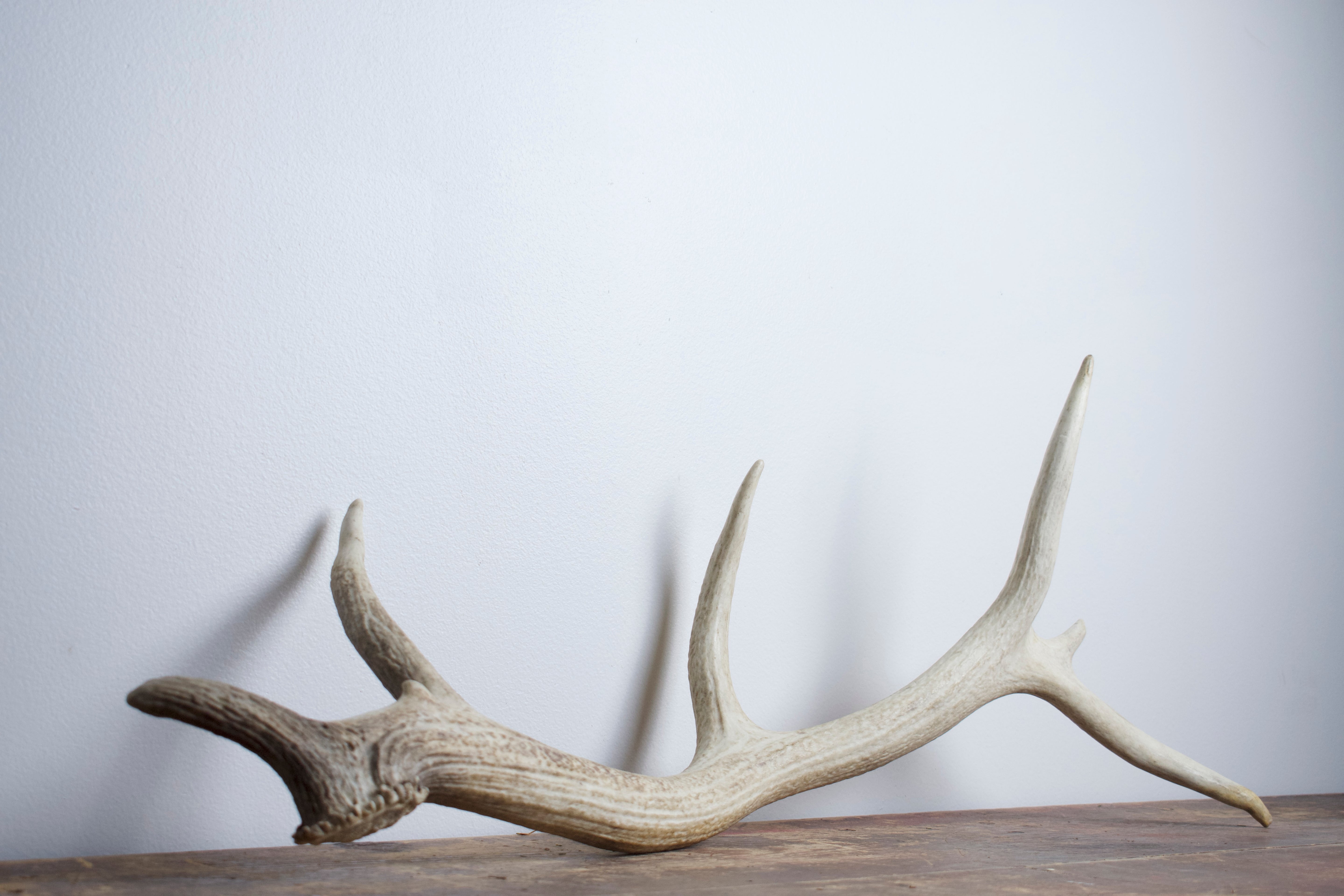 Elk Antler | Medium Size | 27
