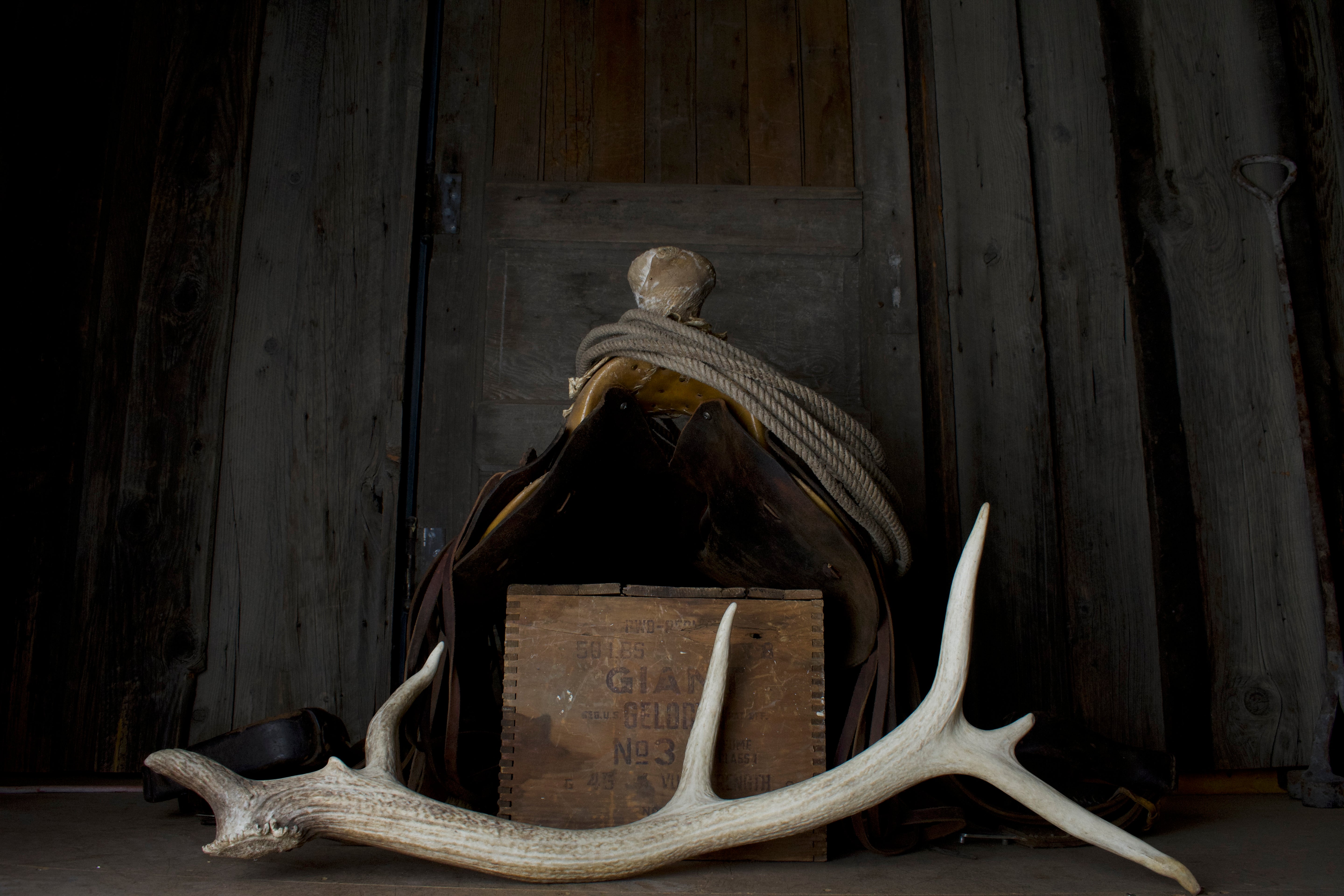 Elk Antler | 27