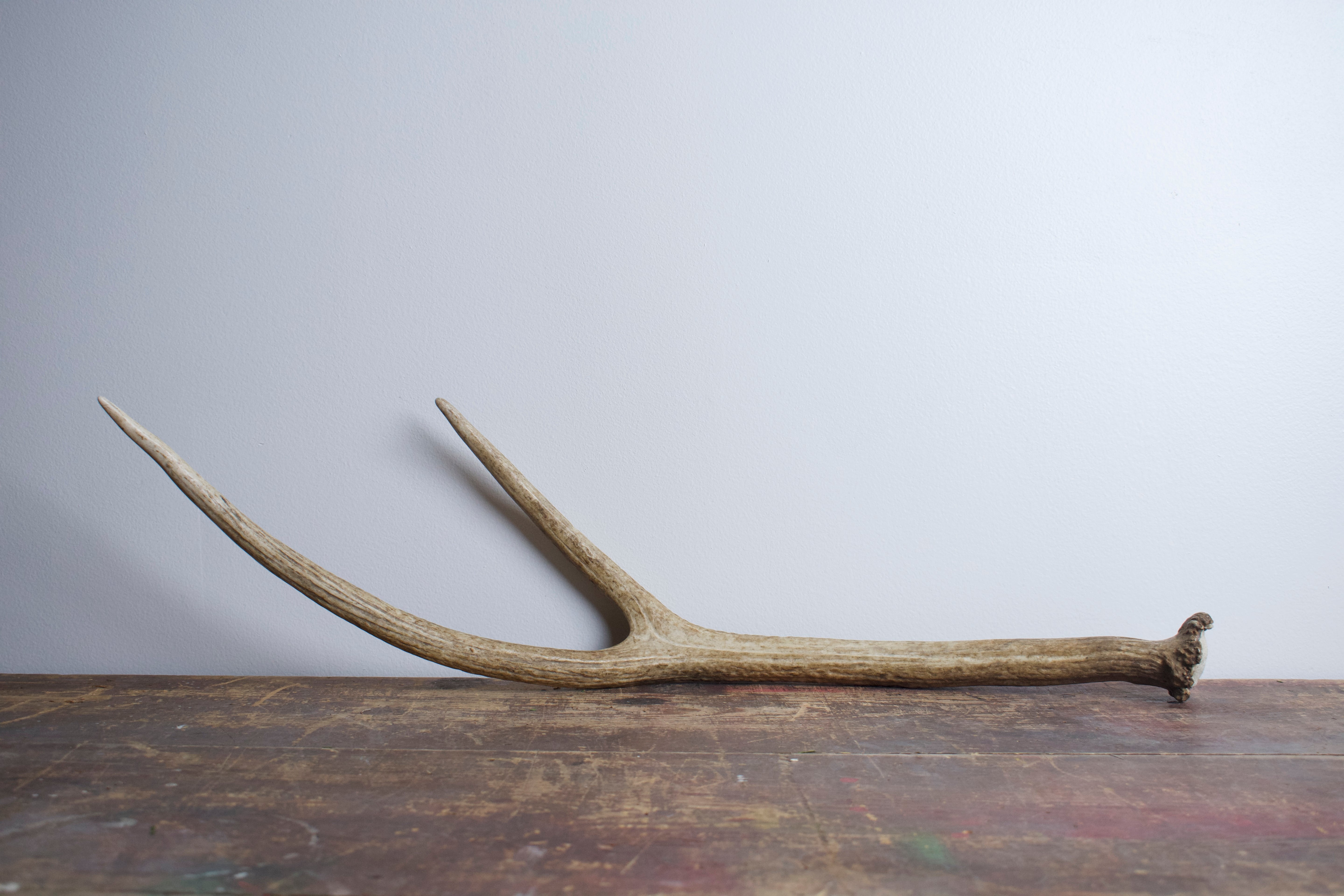 Elk Antler | 04