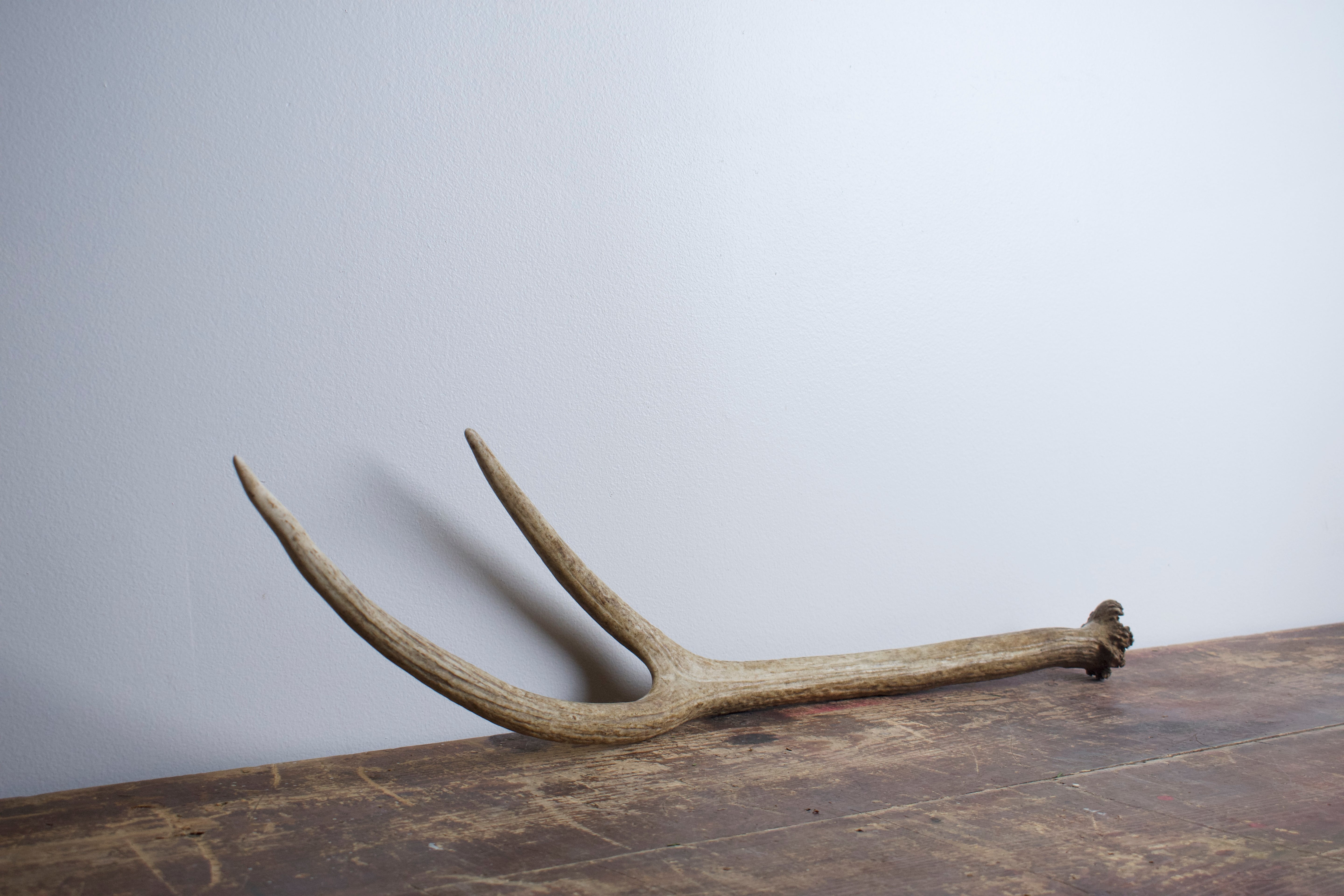 SOLD OUT | Elk Antler | Medium Size | 04