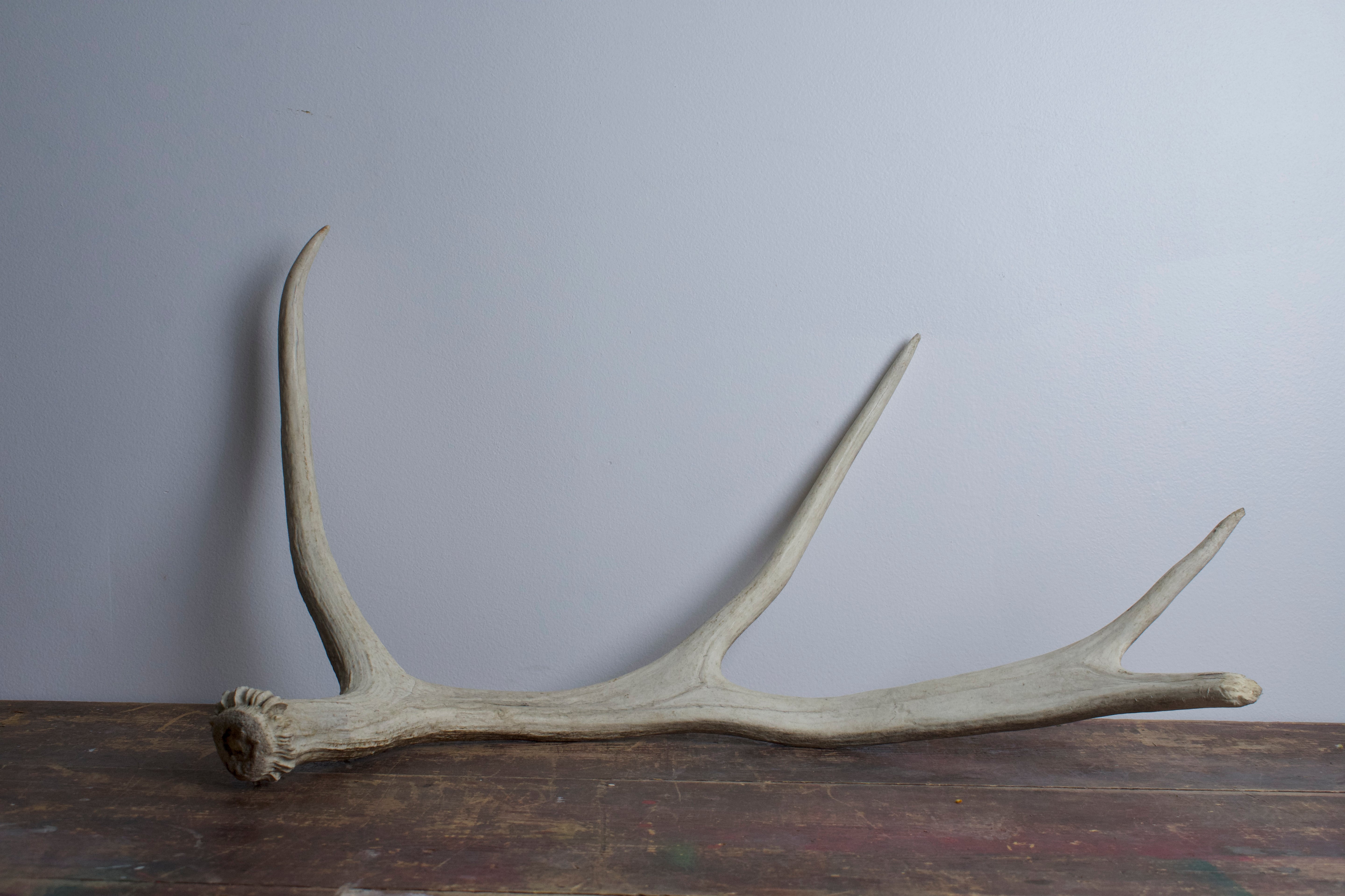 Moose Antler | 02