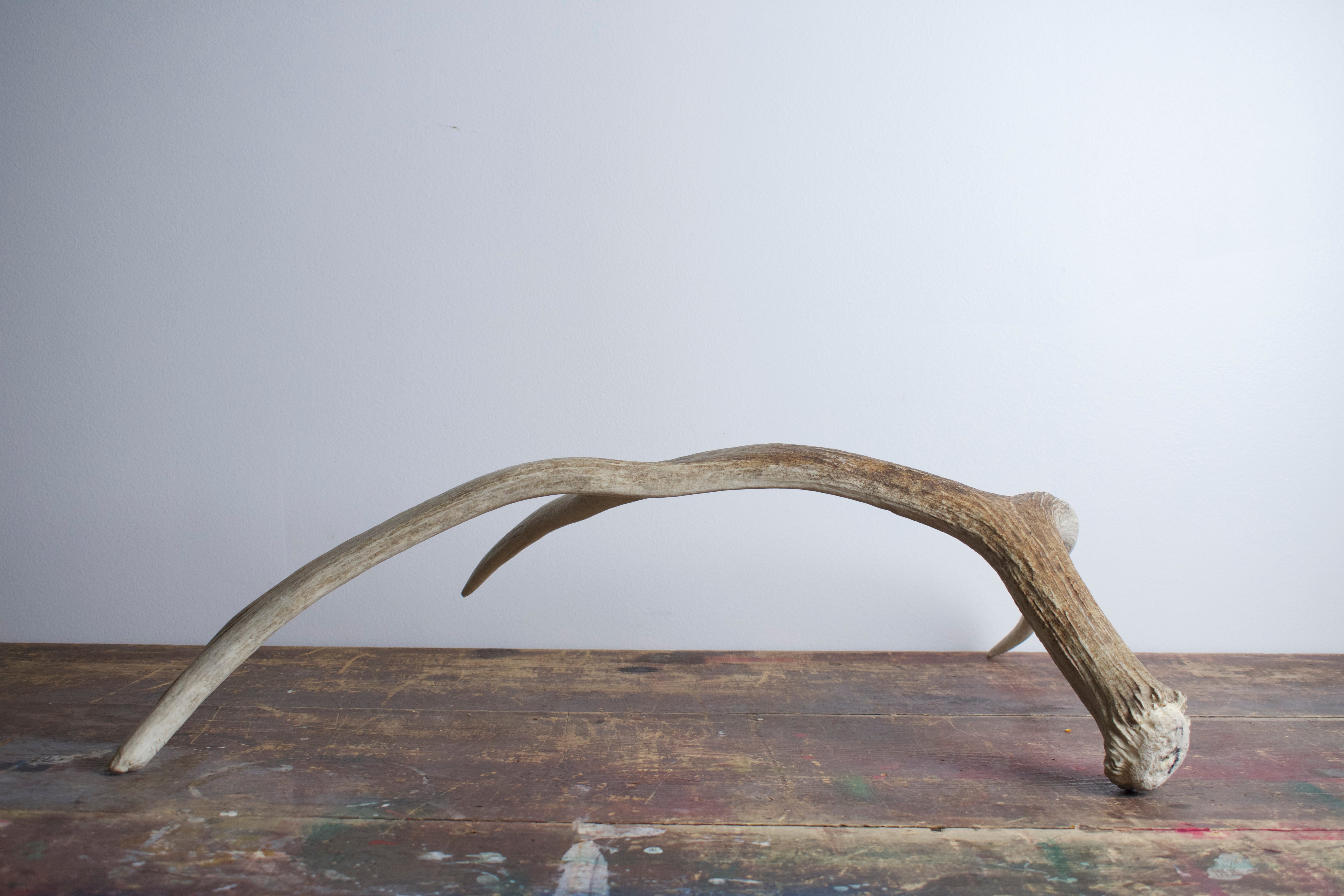 Moose Antler | Small Size | 02