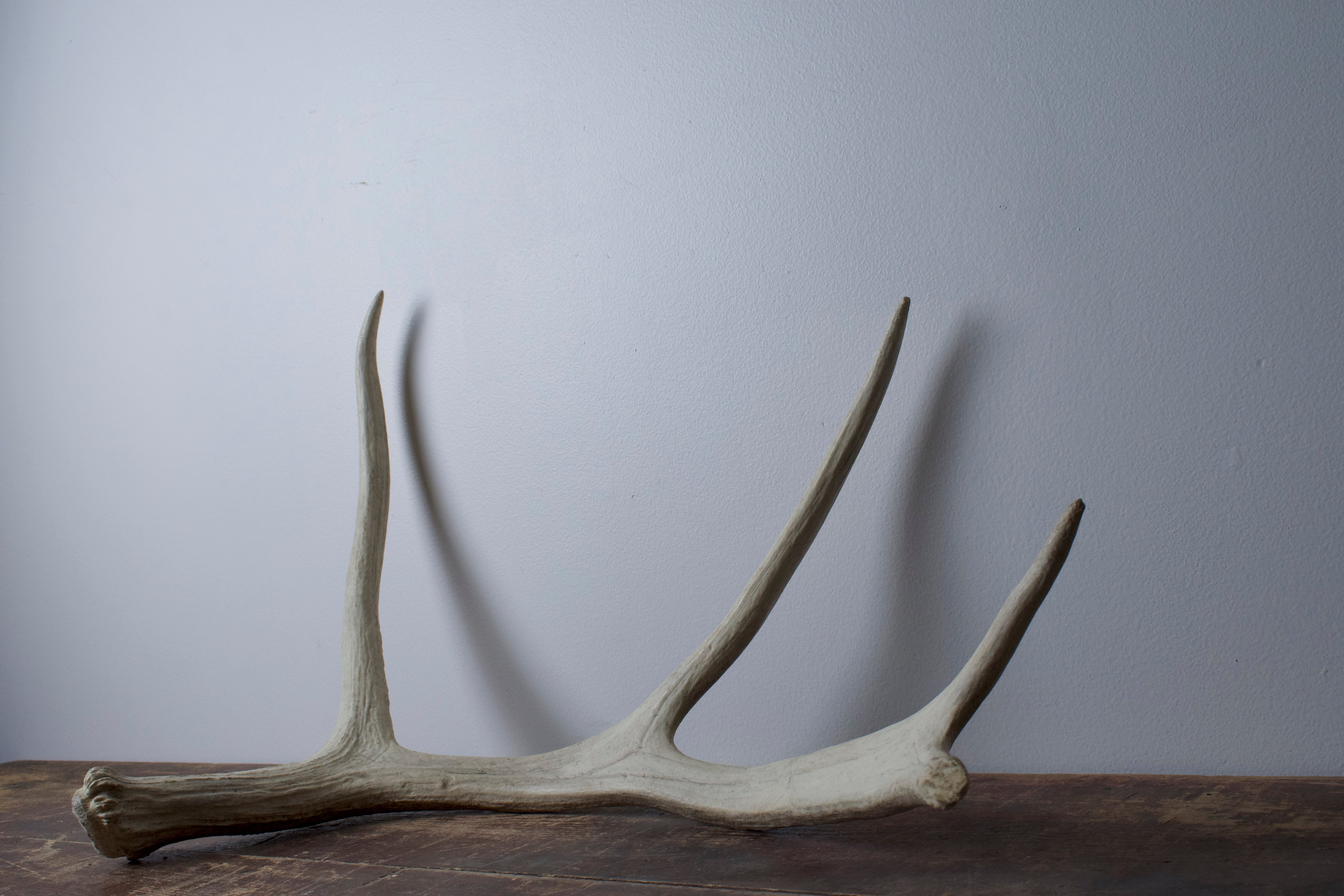 Moose Antler | Small Size | 02