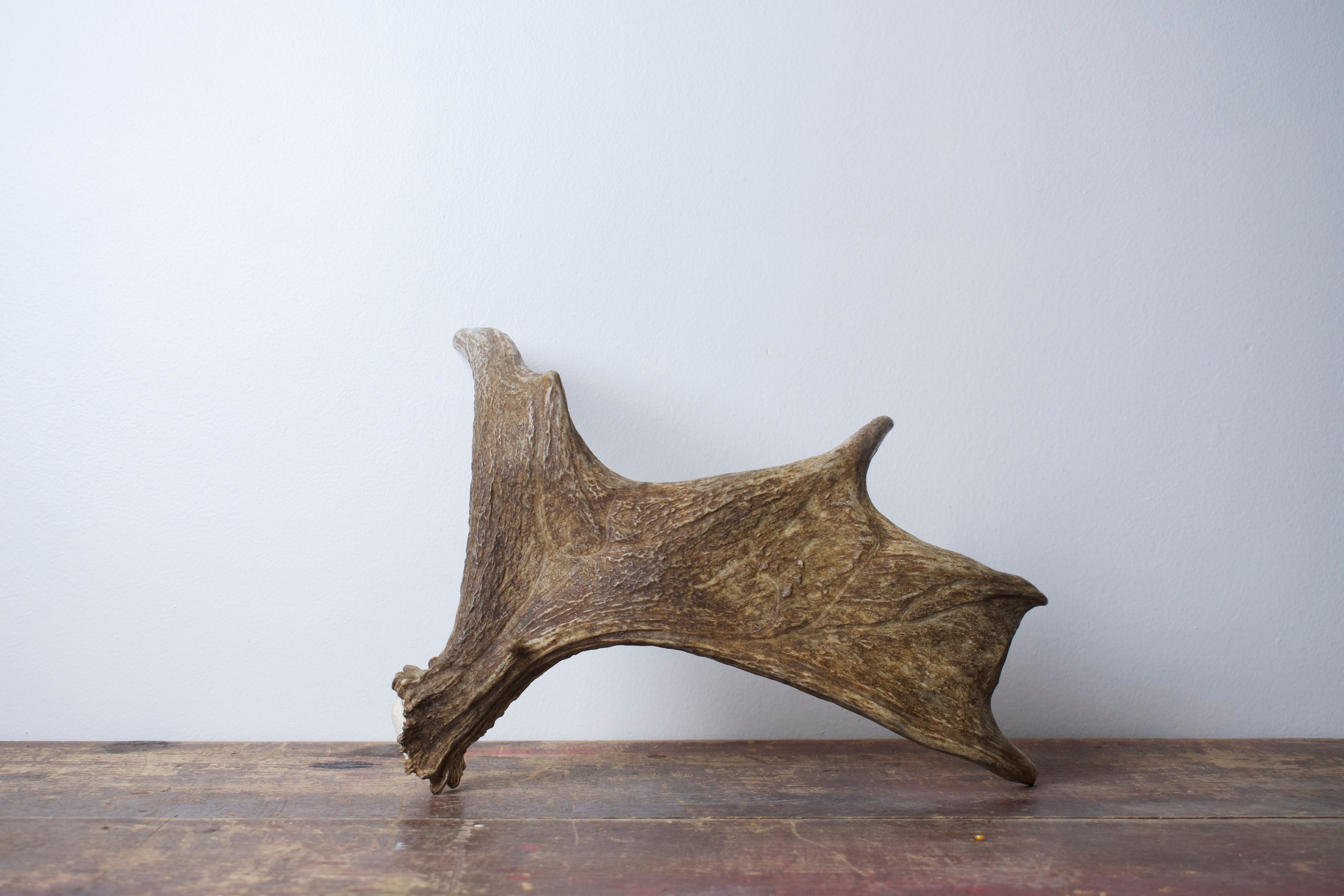 Moose Antler | Small Size | 03