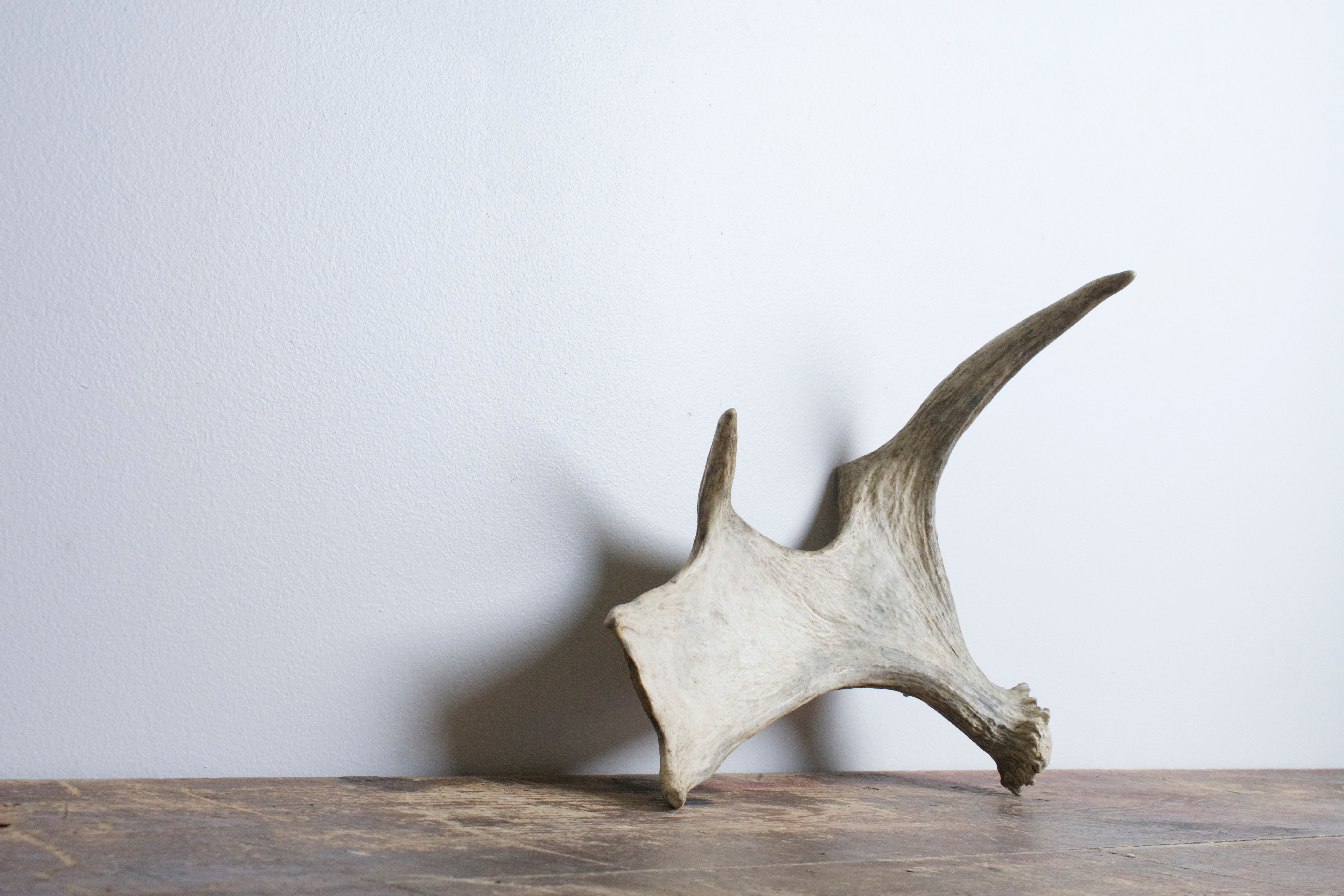 Moose Antler | Small Size | 03