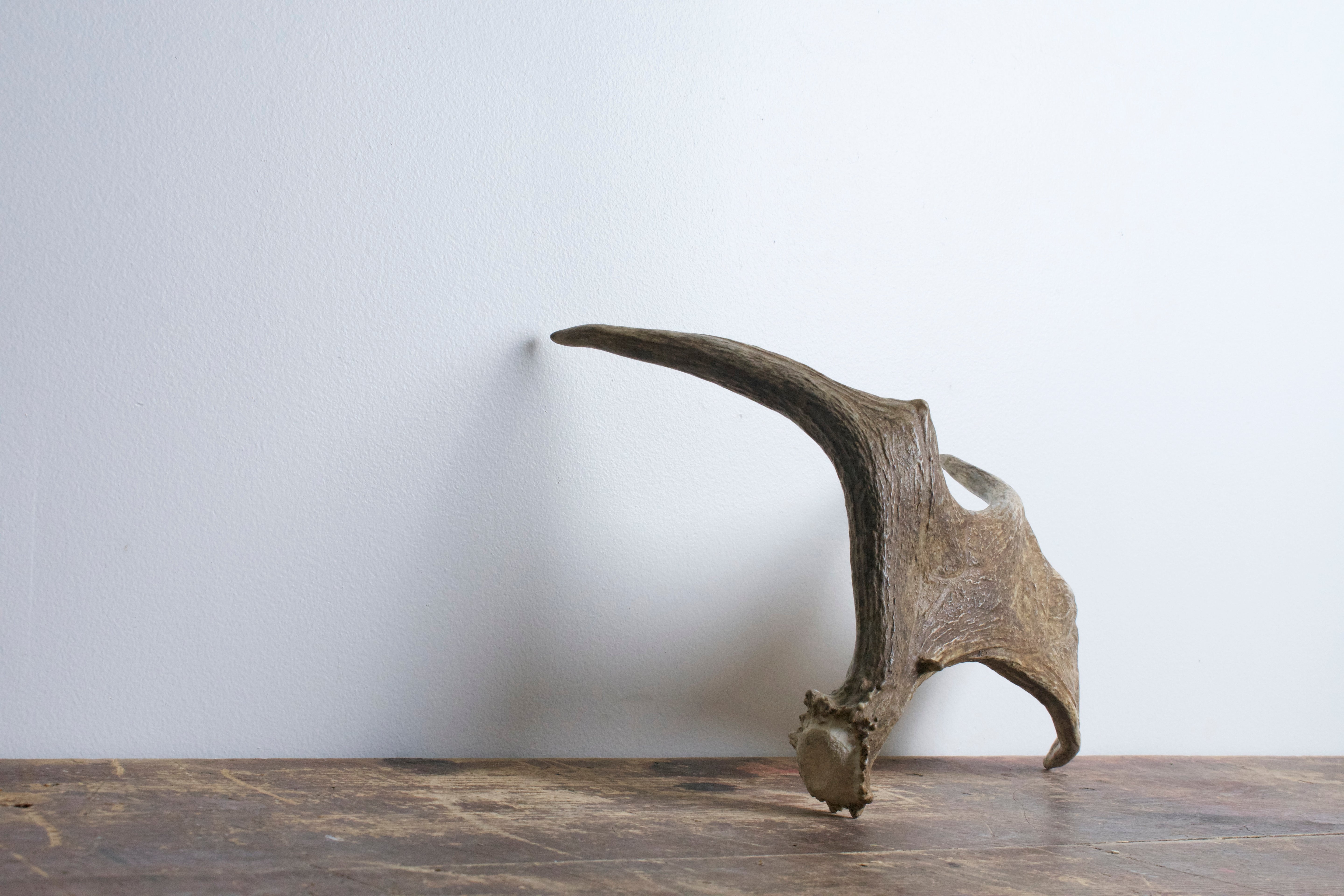 Moose Antler | Small Size | 03