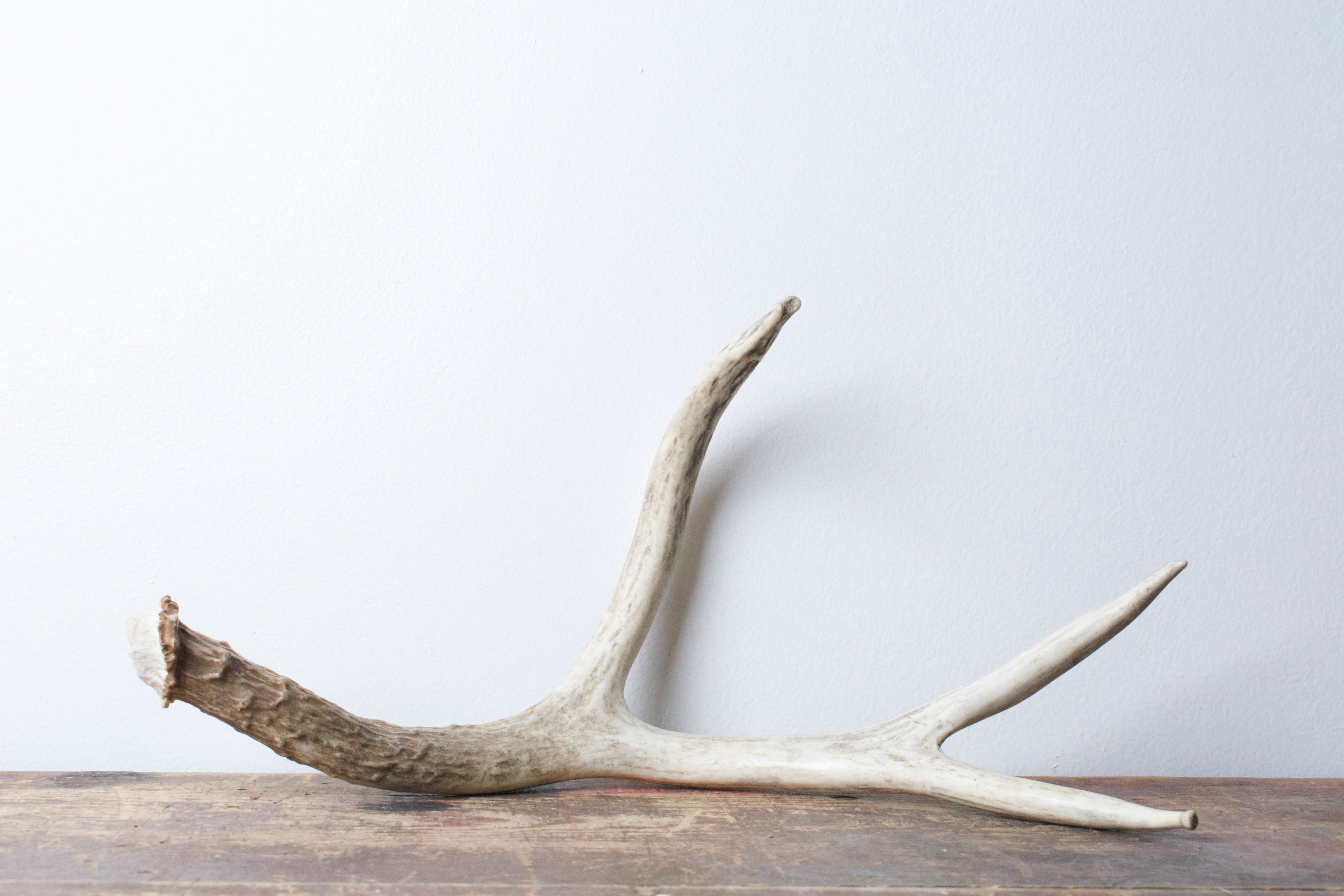 Mule Deer Antler | 31