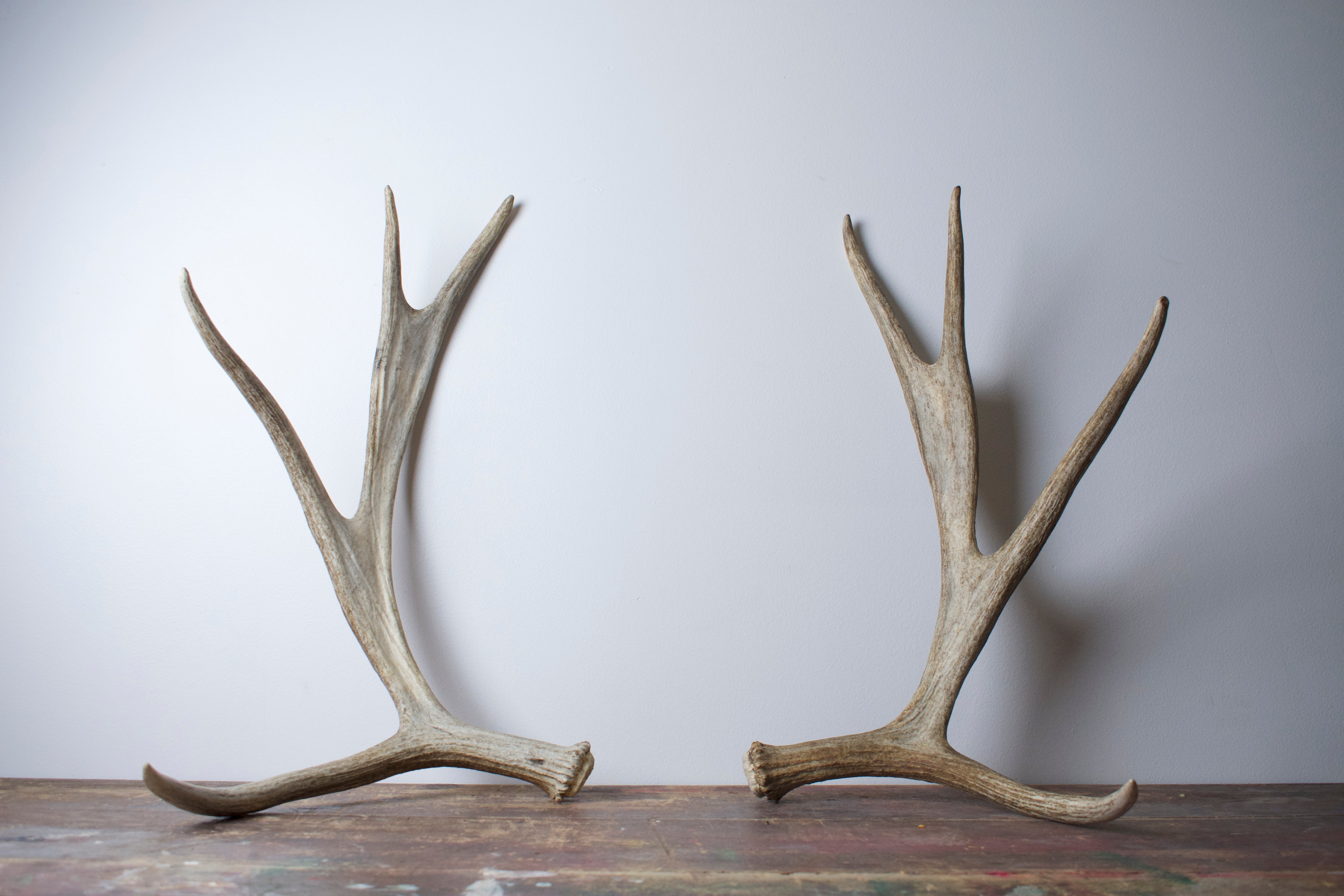 Moose Antler Set | 05