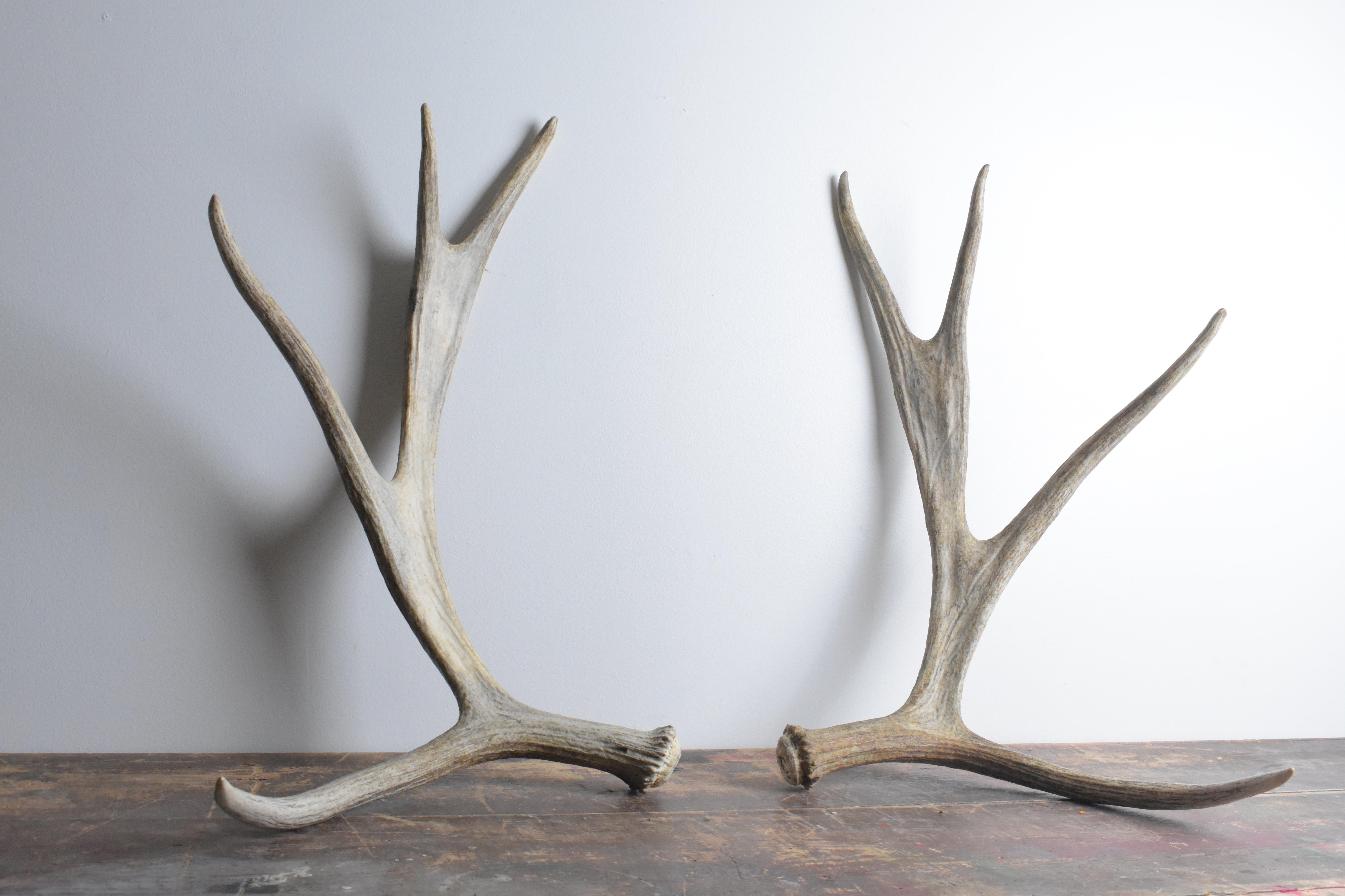 Moose Antler Set | Small Size | 05