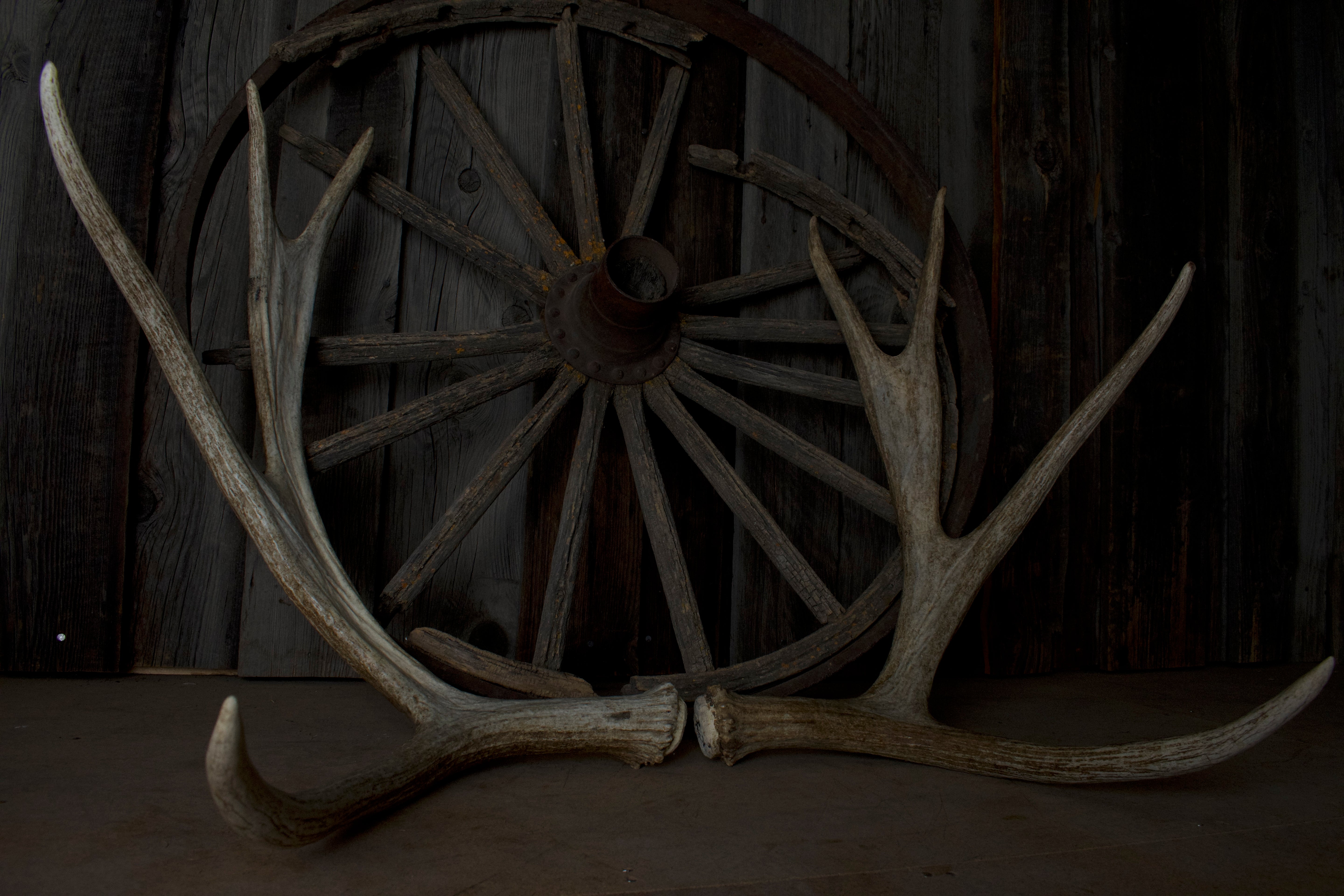 Moose Antler Set | 05