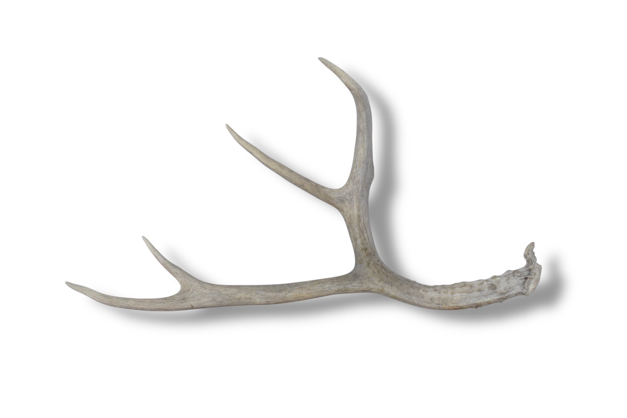 Mule Deer Antler | Large Size | 03