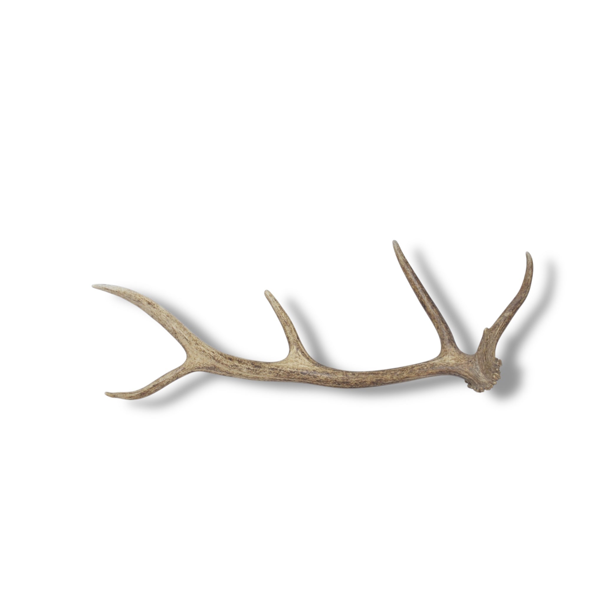 Elk Antler | 39 | SOLD OUT