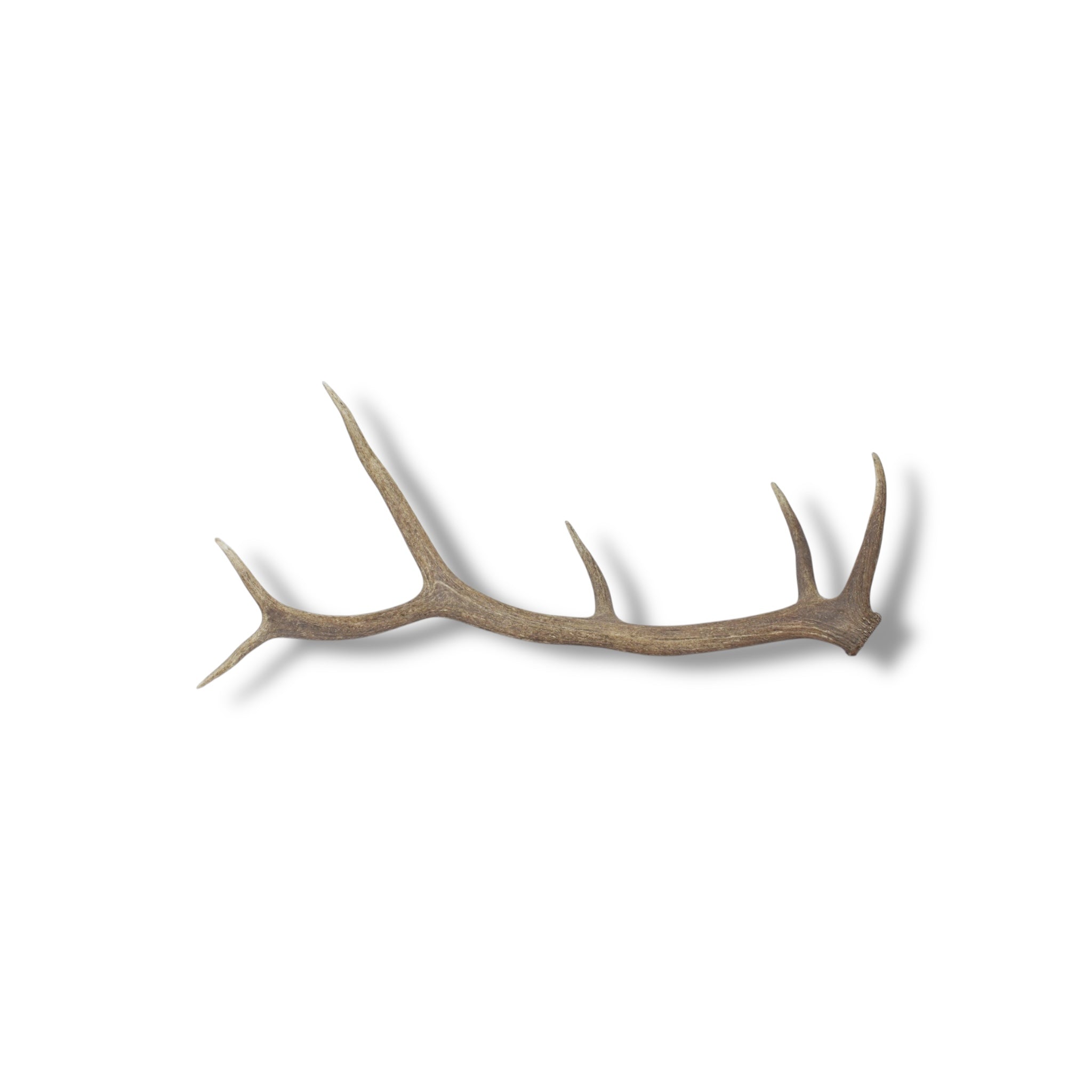 Elk Antler | Large Size | 41