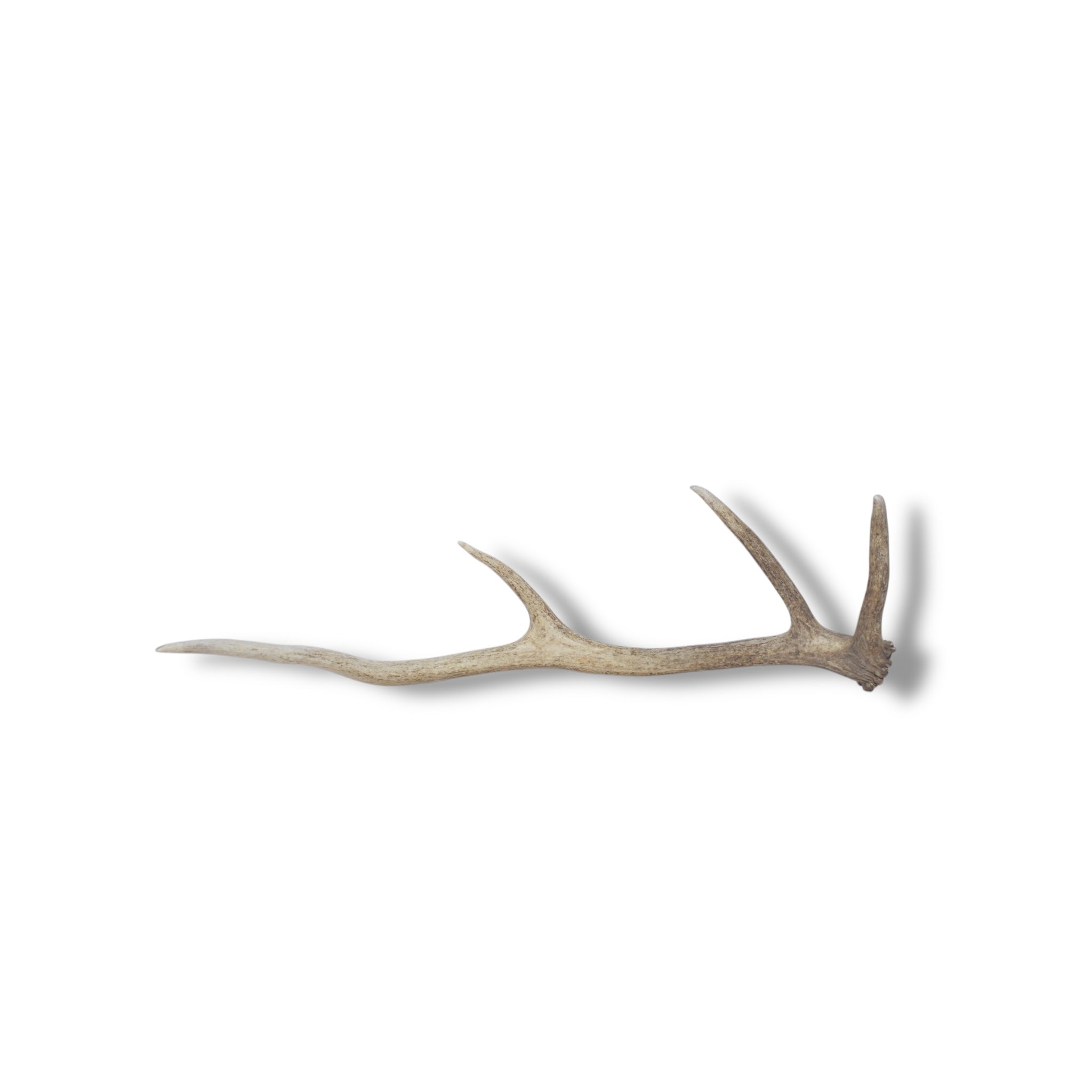 Elk Antler | Small Size | 43