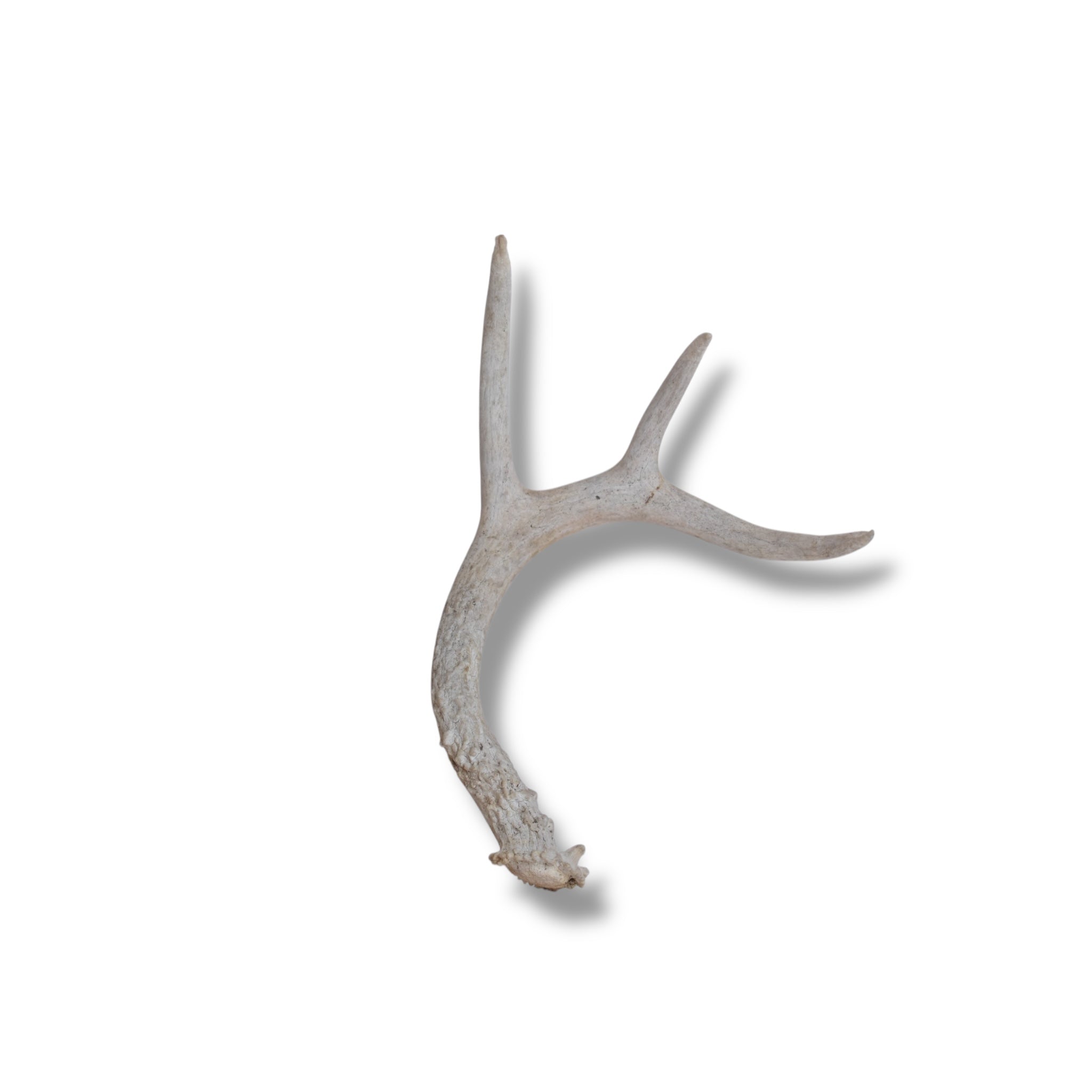 Whitetail Deer Antler | 03 | SOLD OUT