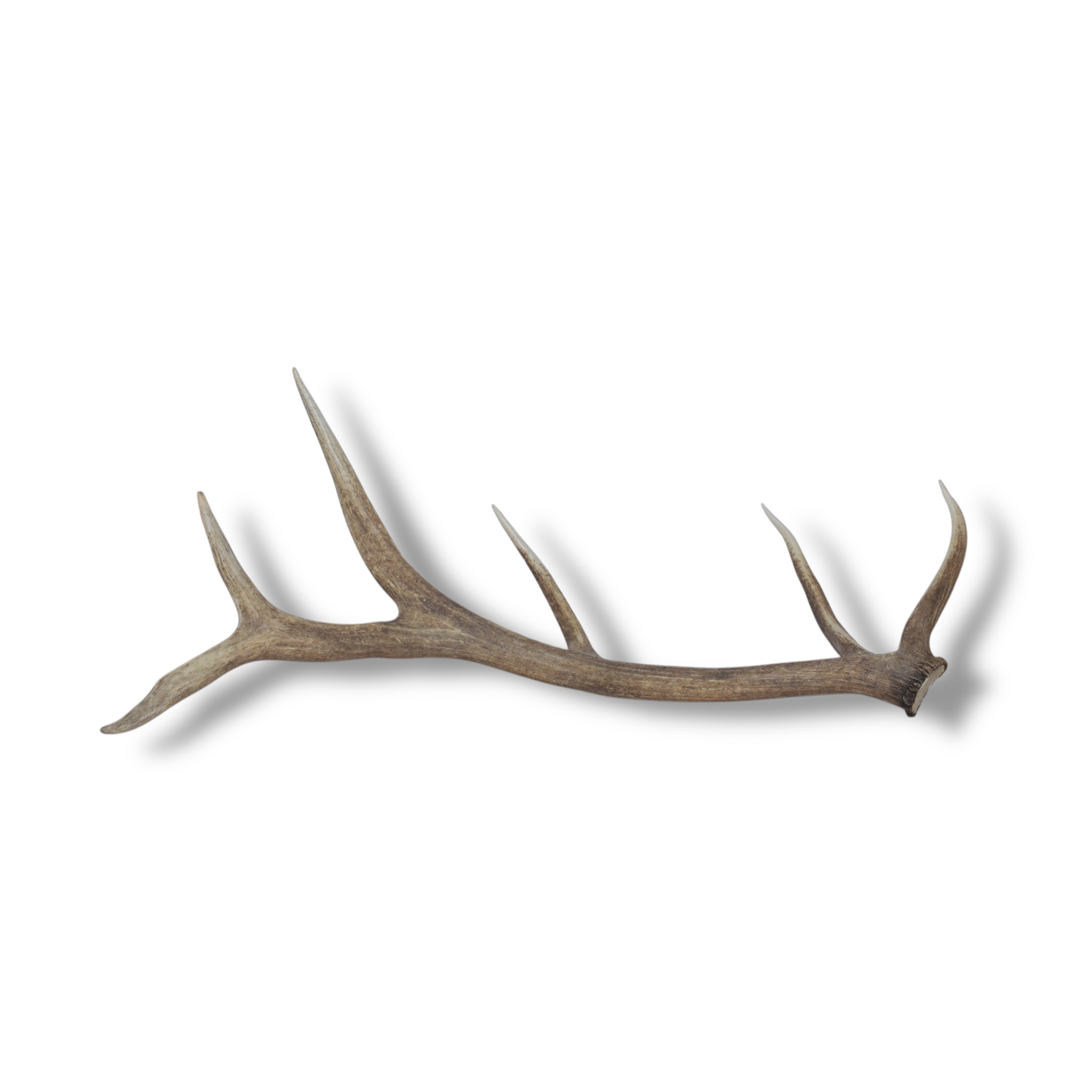 Elk Antler | 23 | SOLD OUT