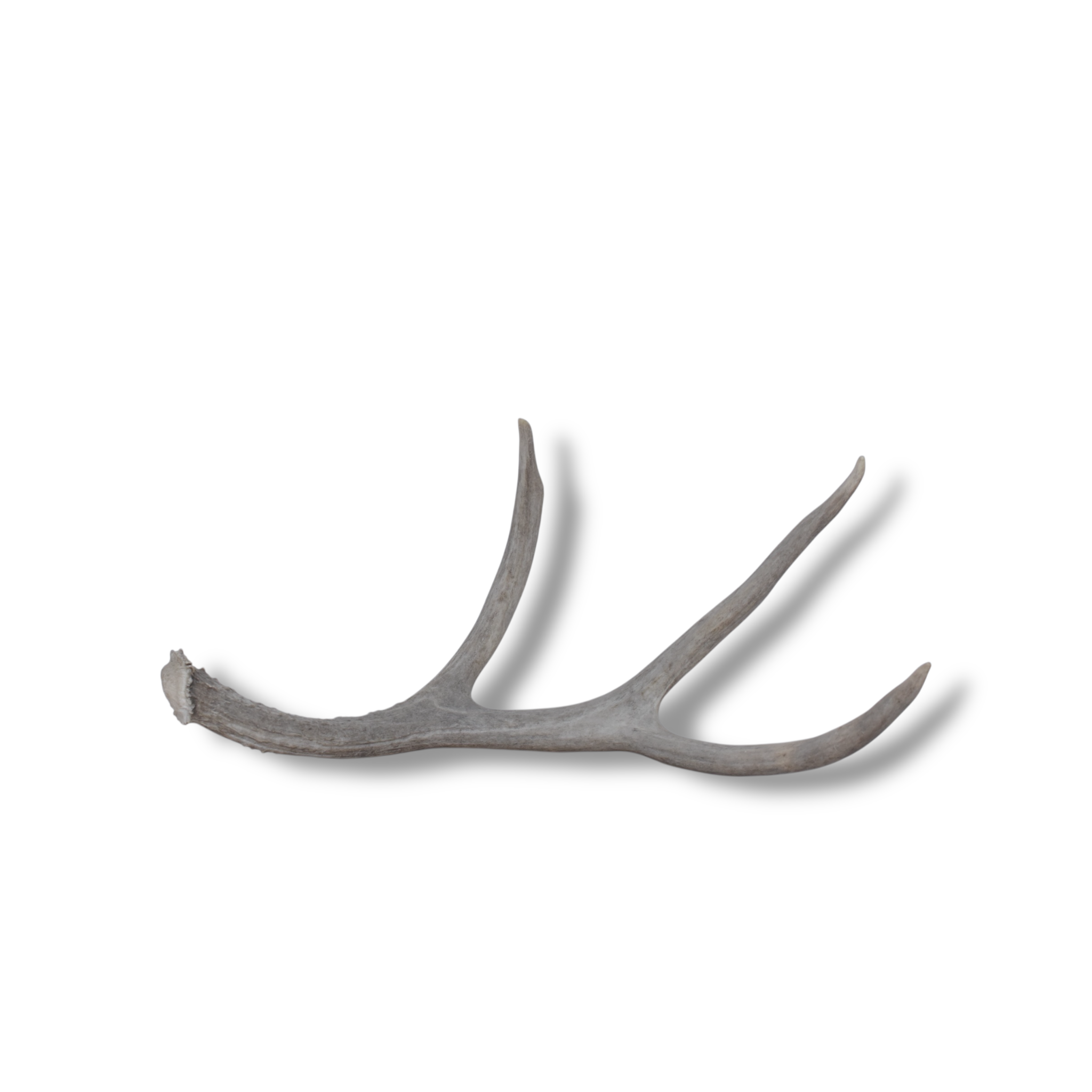 Mule Deer Antler | Large Size | 12