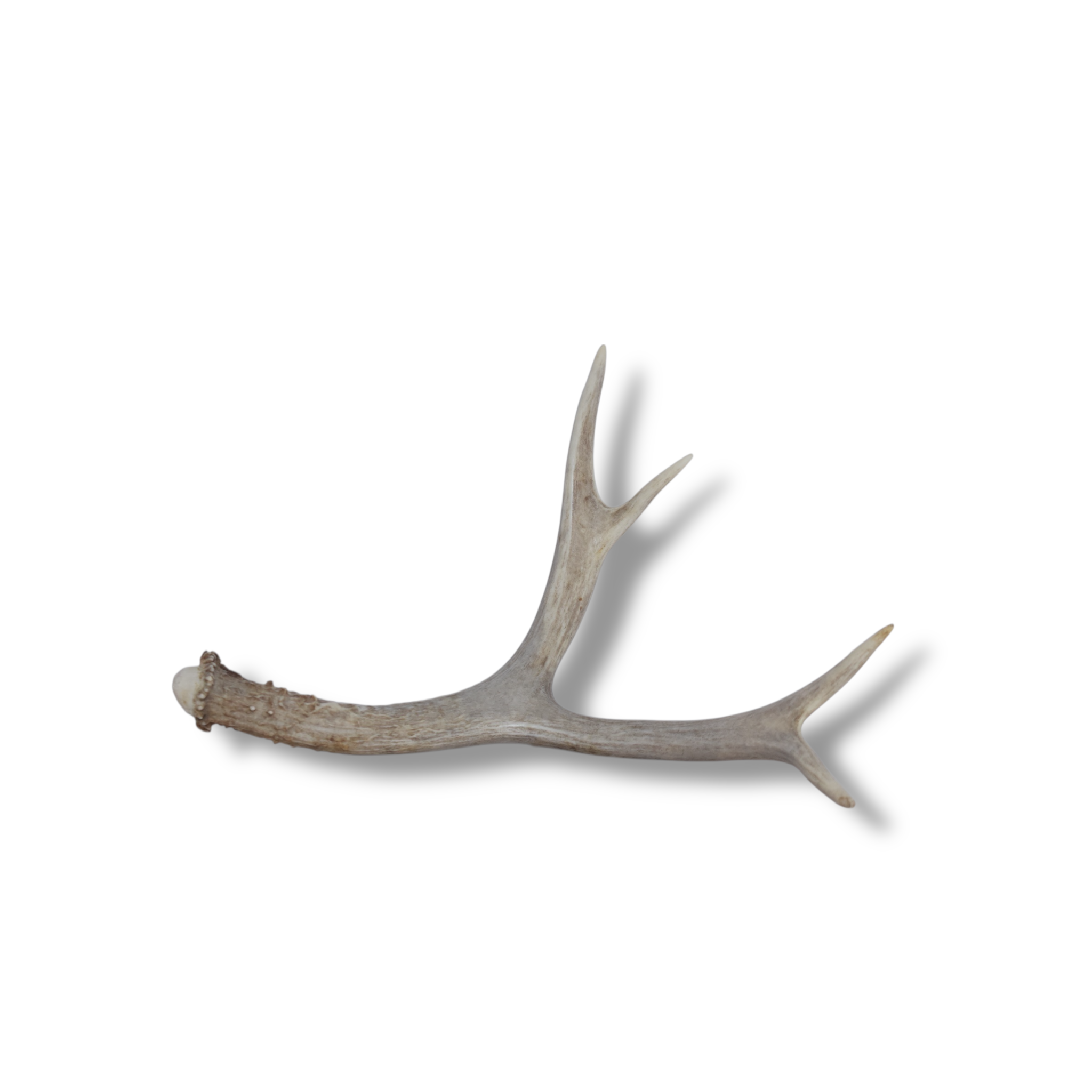 Mule Deer Antler | Small Size | 20