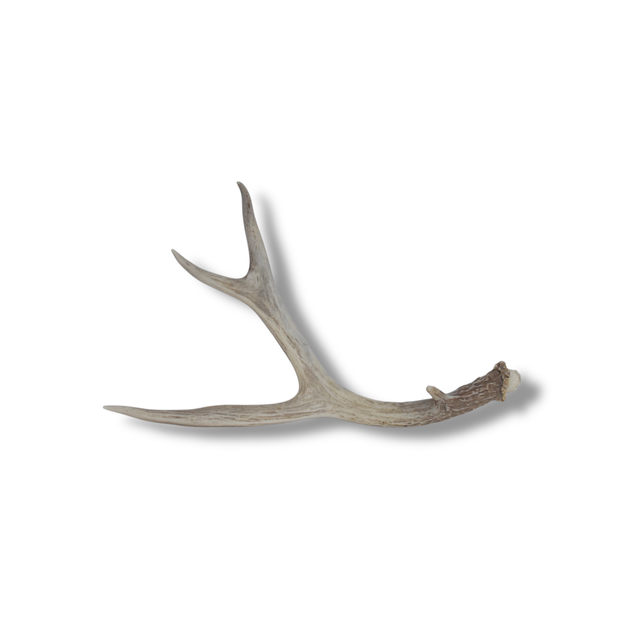 Whitetail Deer Antler | Small Size | 05
