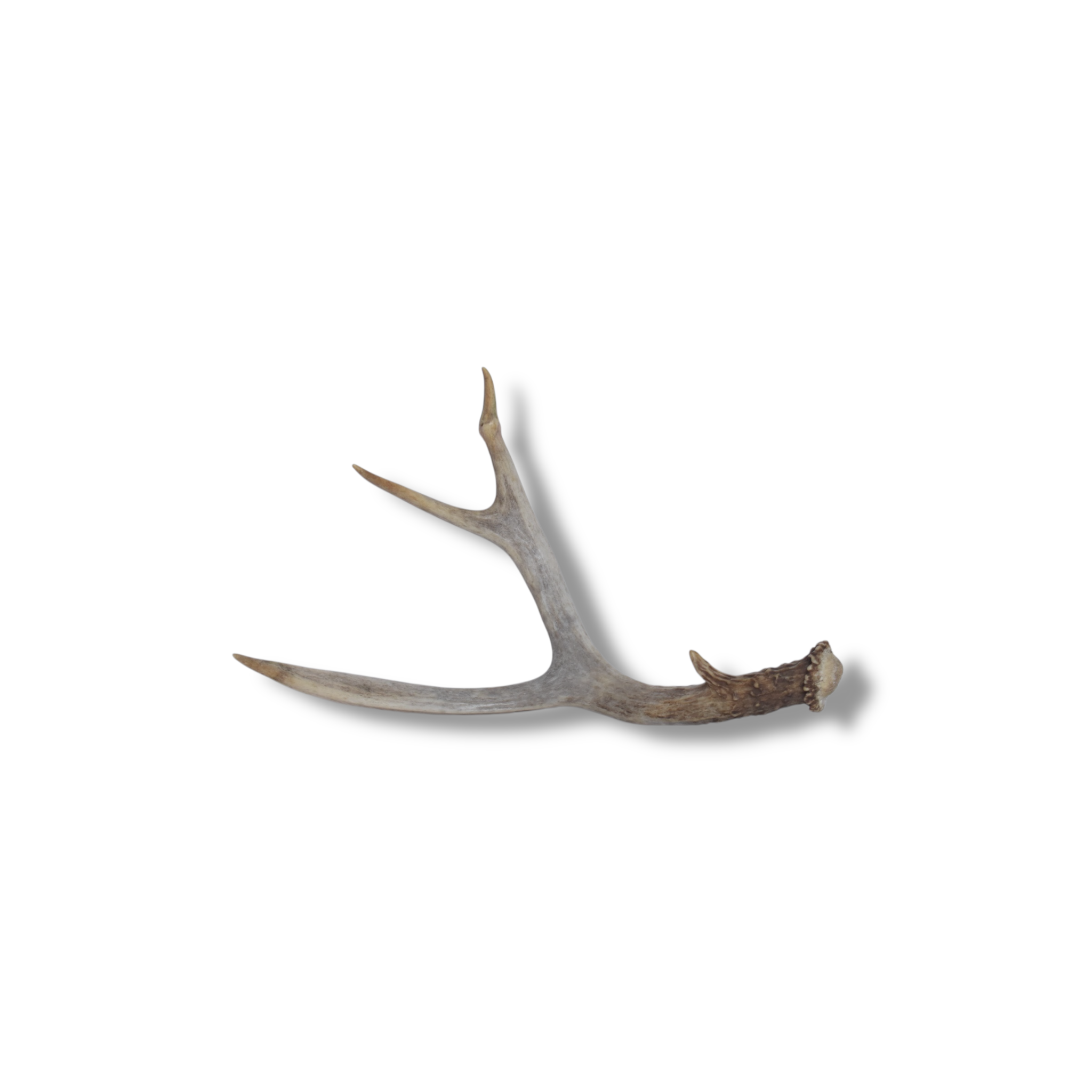 Whitetail Deer Antler | Small Size | 04