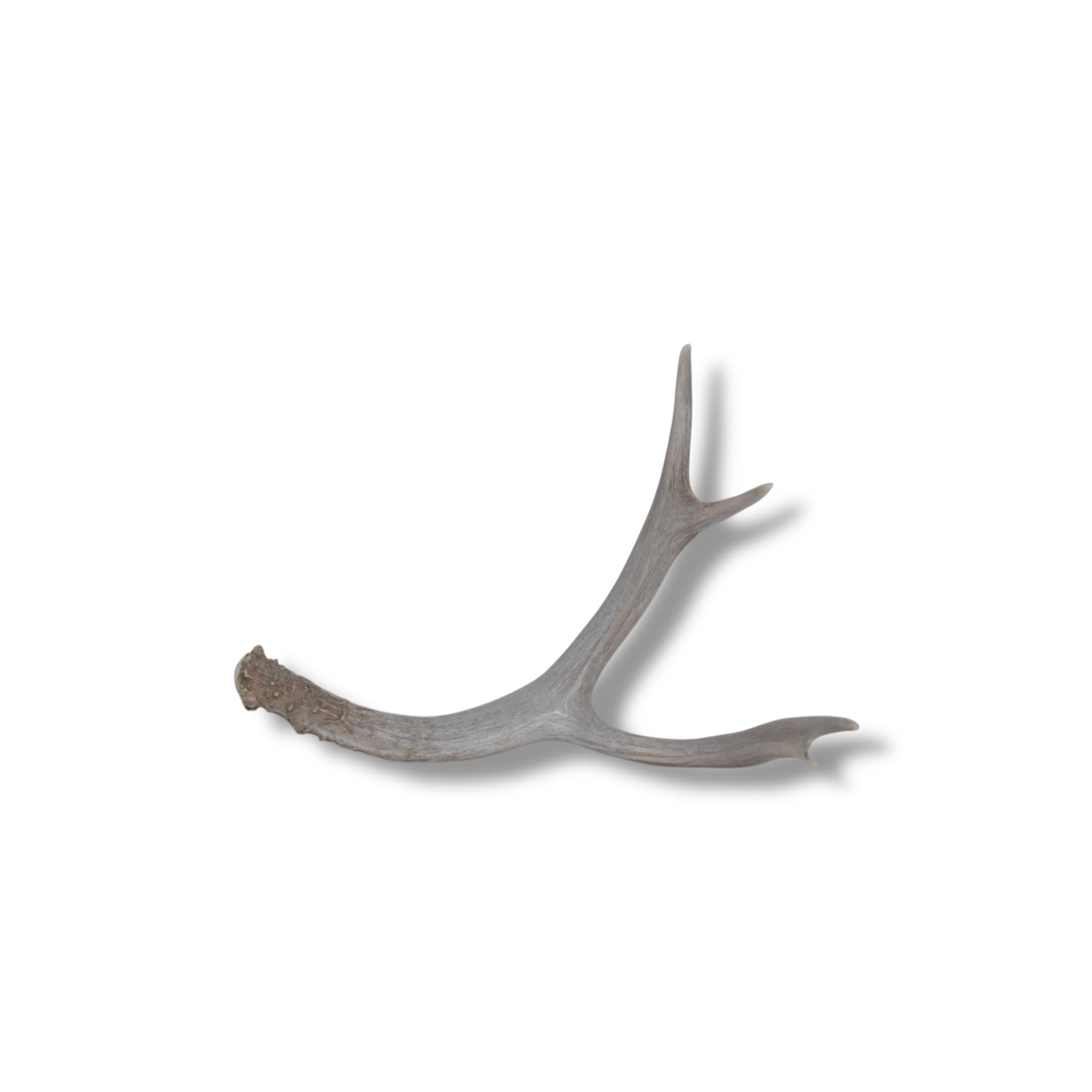 Mule Deer Antler | Small Size | 09
