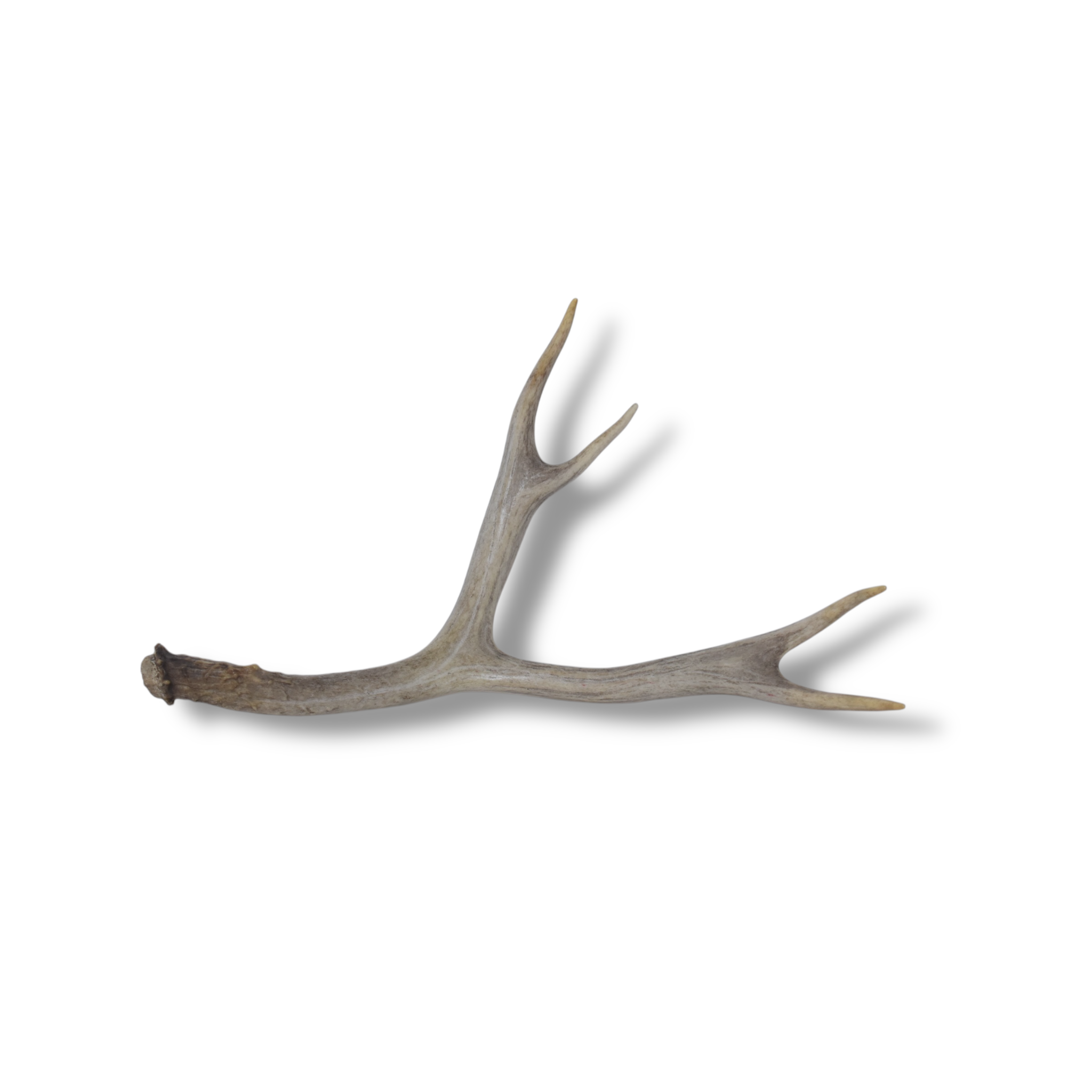 Mule Deer Antler | Medium Size | 08
