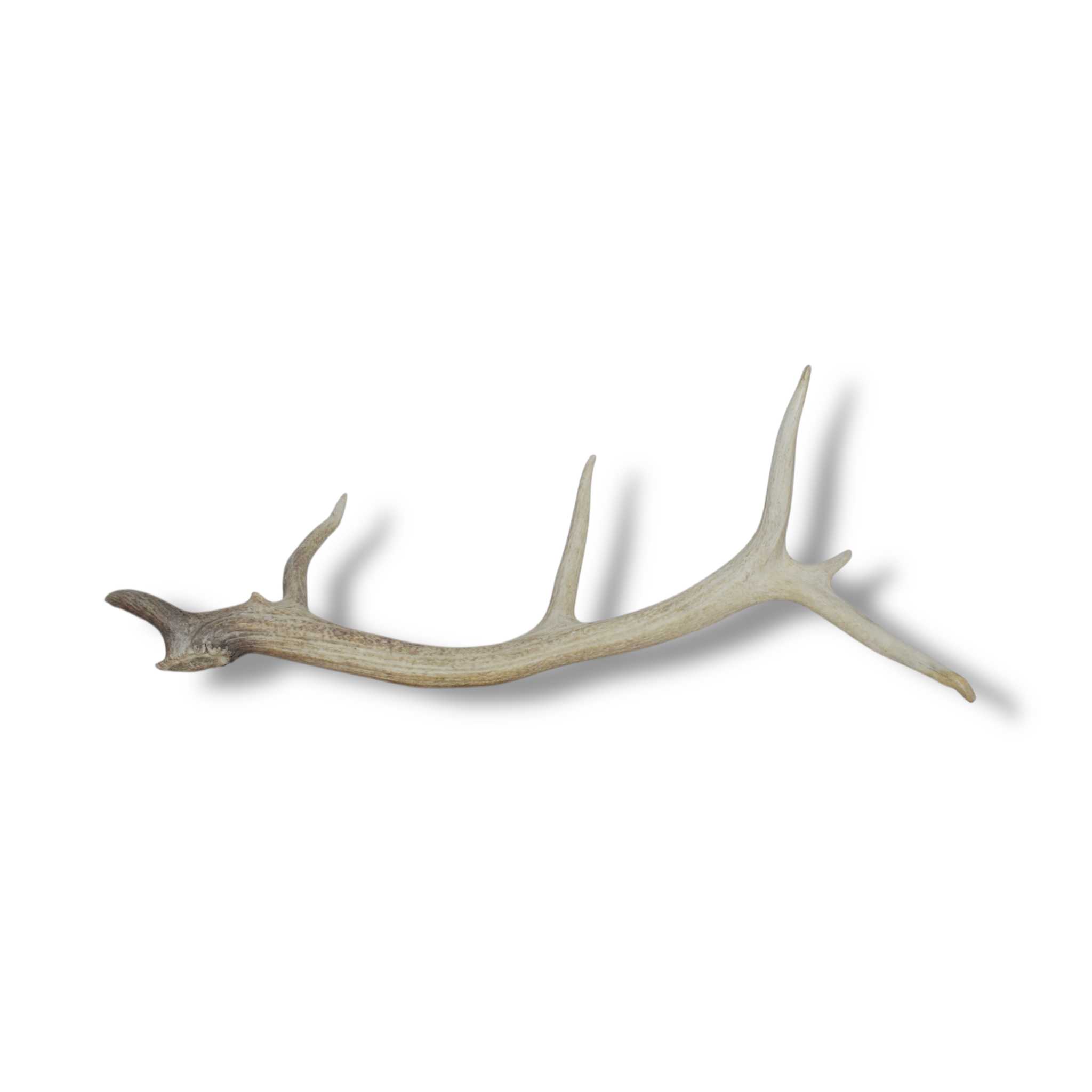 Elk Antler | Medium Size | 27