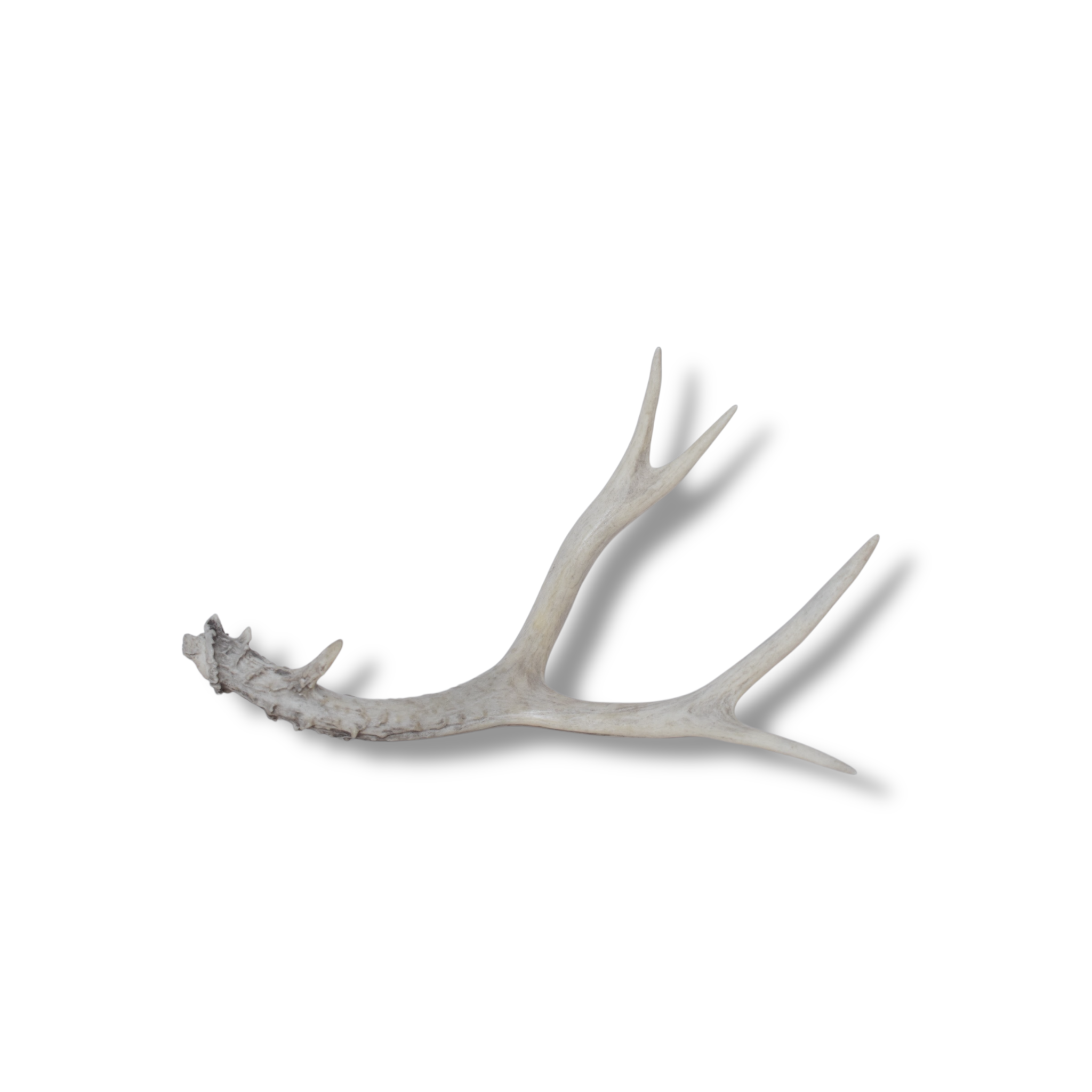 Mule Deer Antler | 30