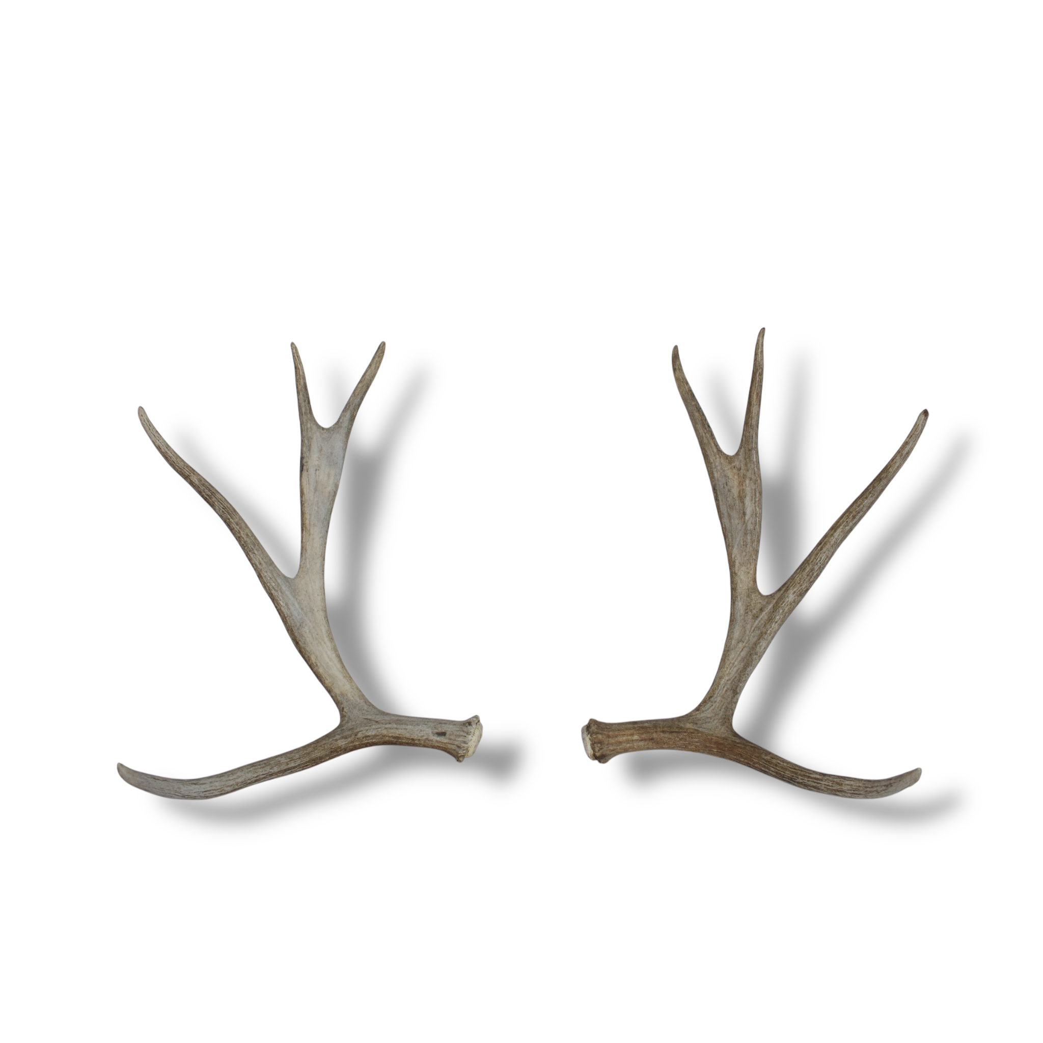 Moose Antler Set | Small Size | 05