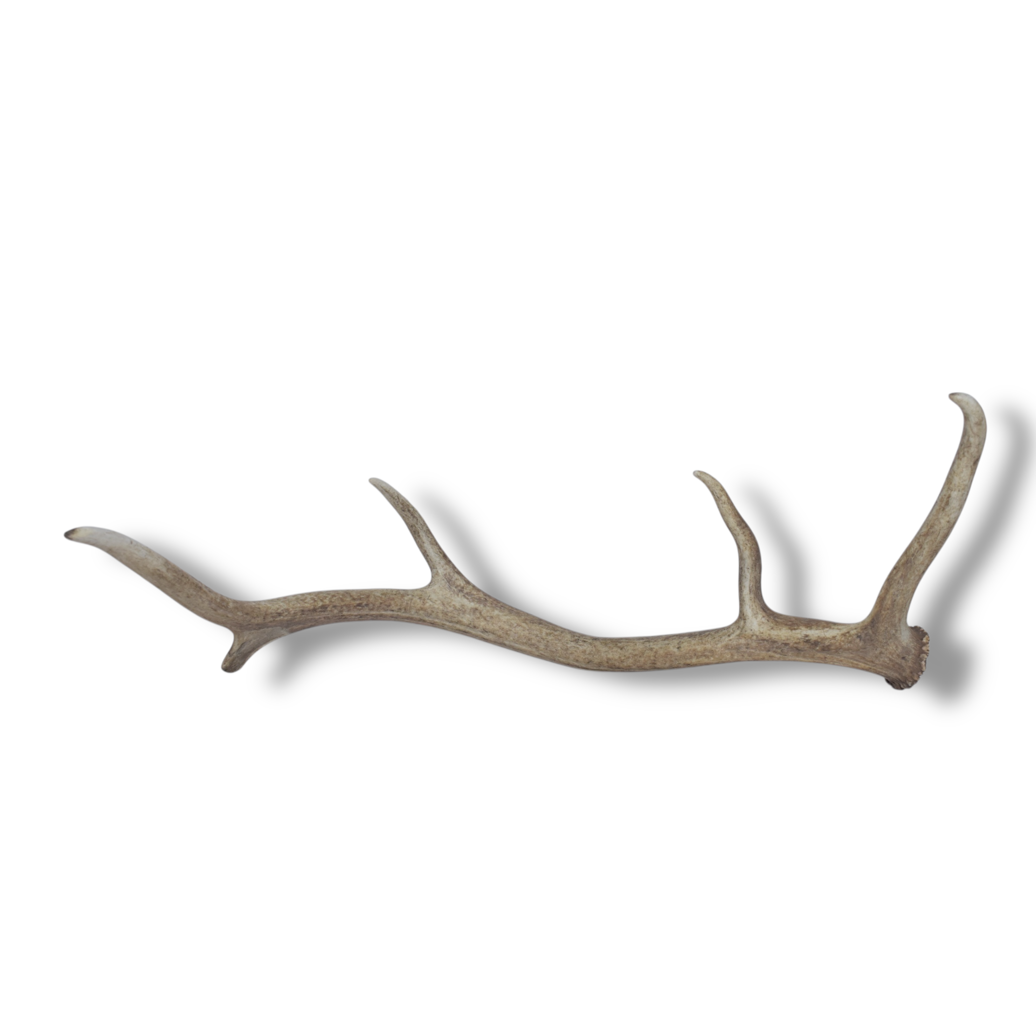 Elk Antler | Medium Size | 32