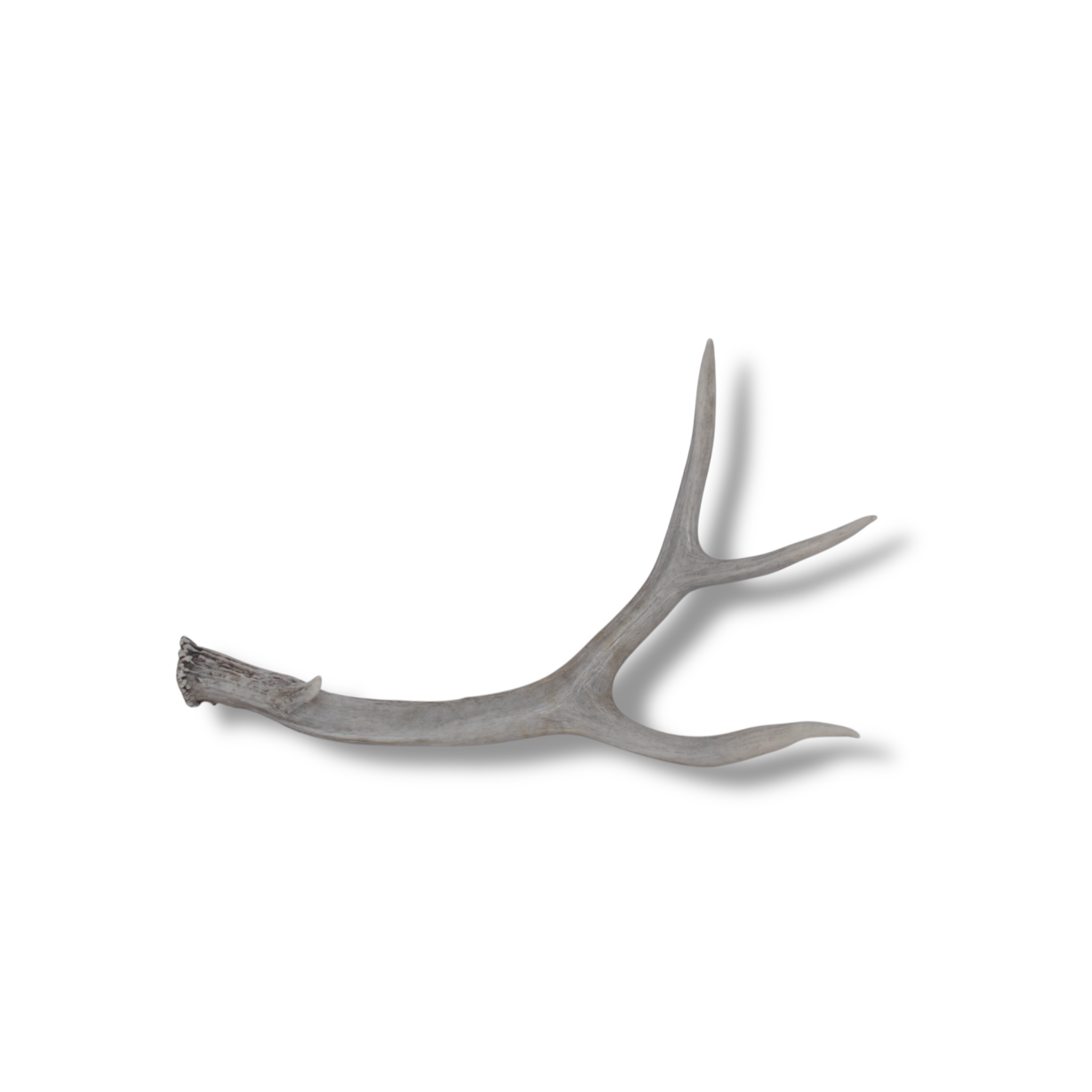 Mule Deer Antler | Medium Size | 42