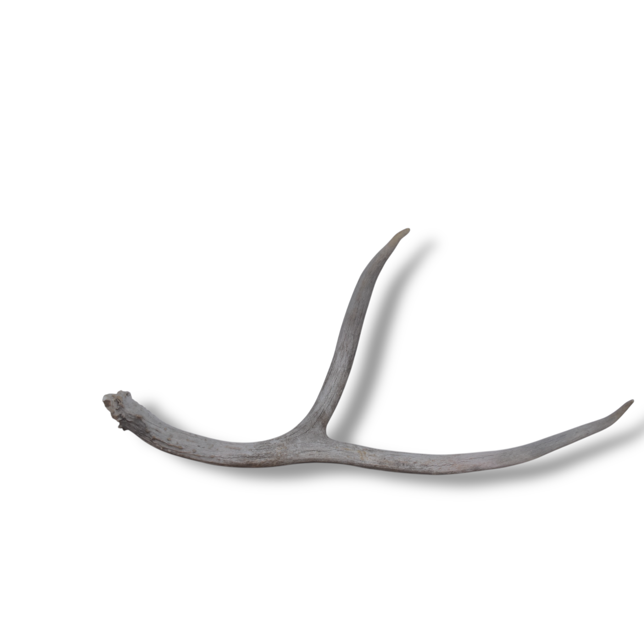 Mule Deer Antler | Large Size | 45