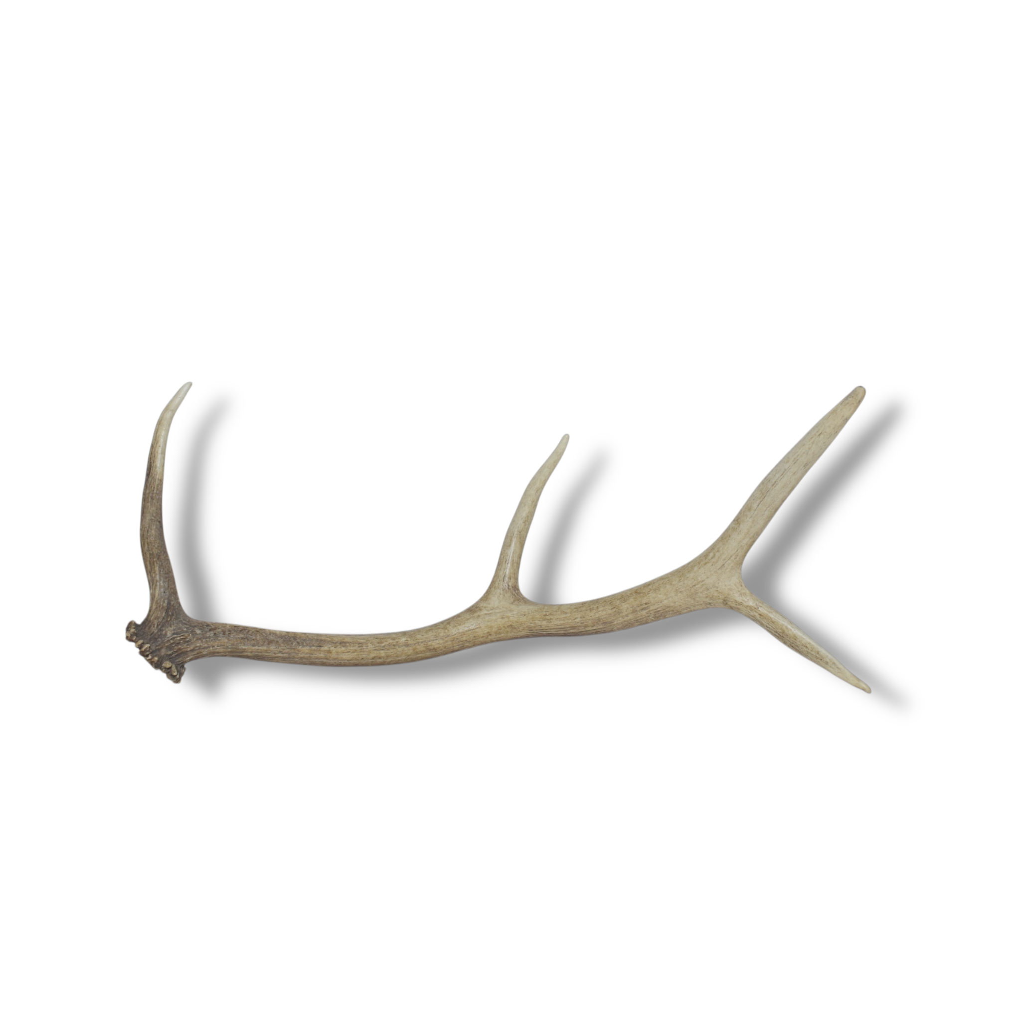 Elk Antler | Medium Size | 56