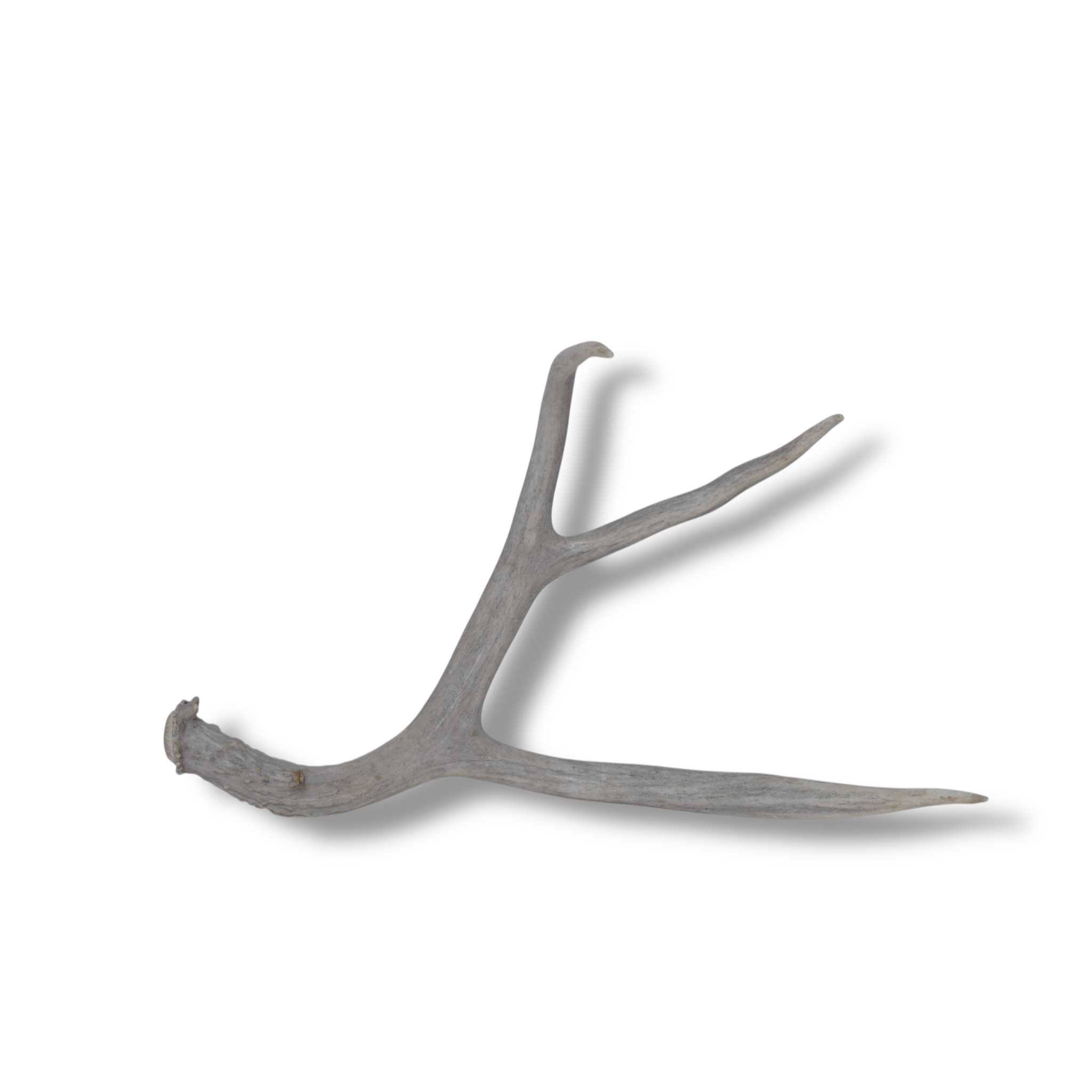 Mule Deer Antler | Medium Size | 22