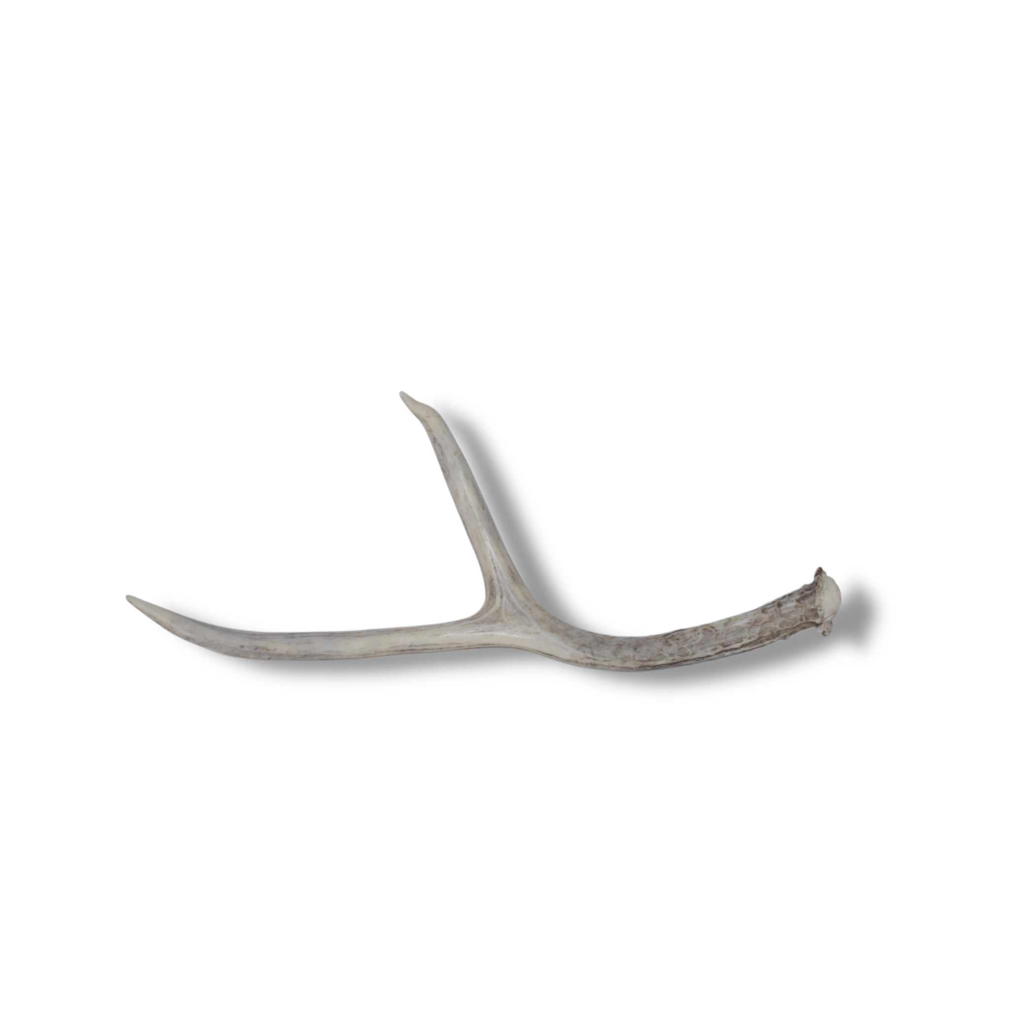 Mule Deer Antler | 47