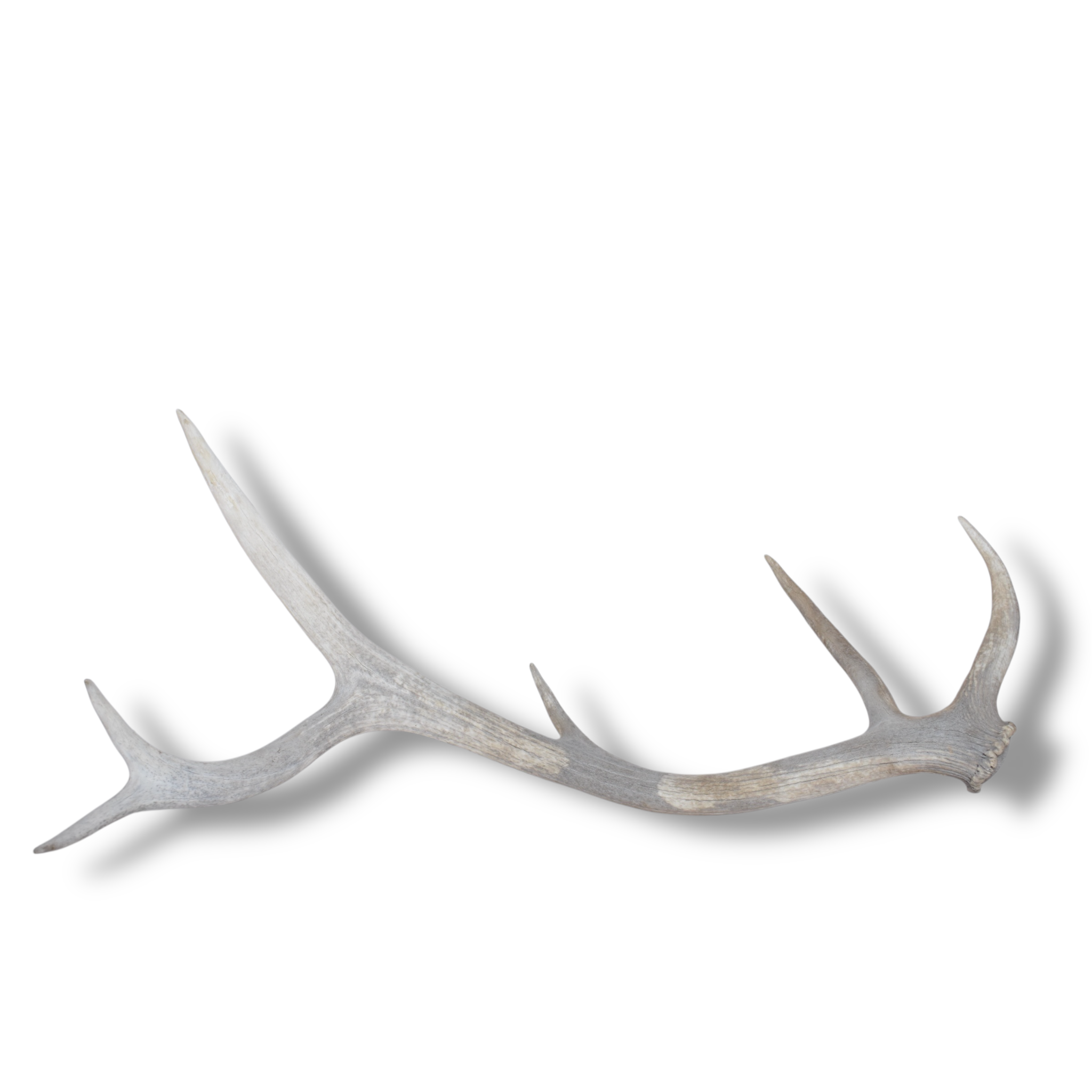 Elk Antler | Medium Size | 79