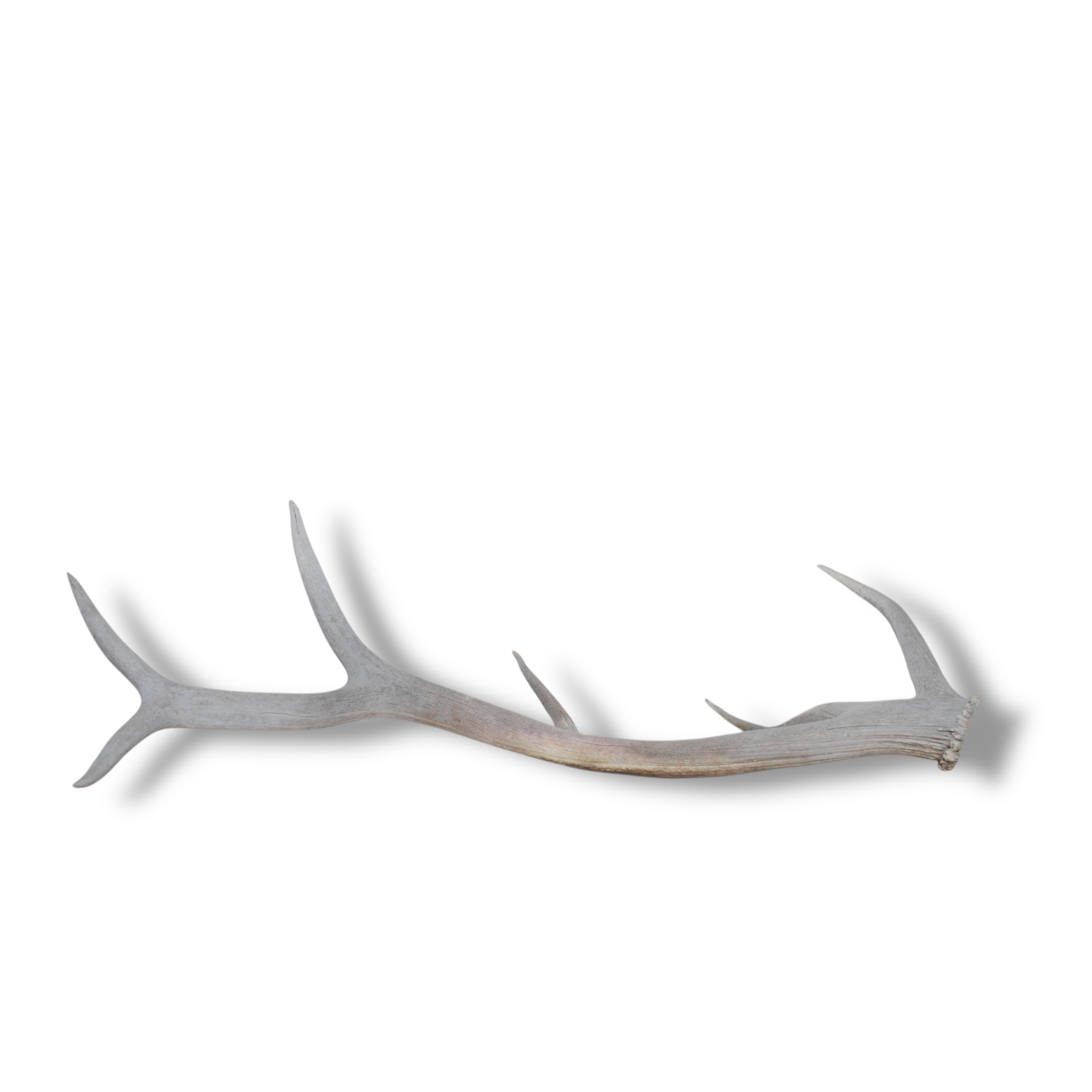 Elk Antler | Medium Size | 79