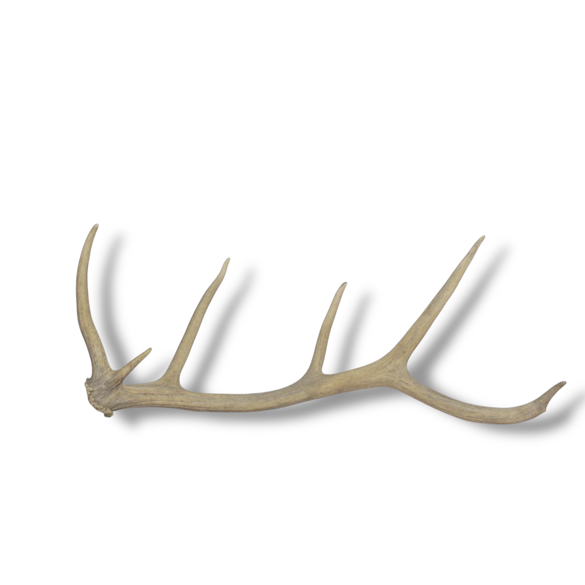 Elk Antler | Medium Size | 84