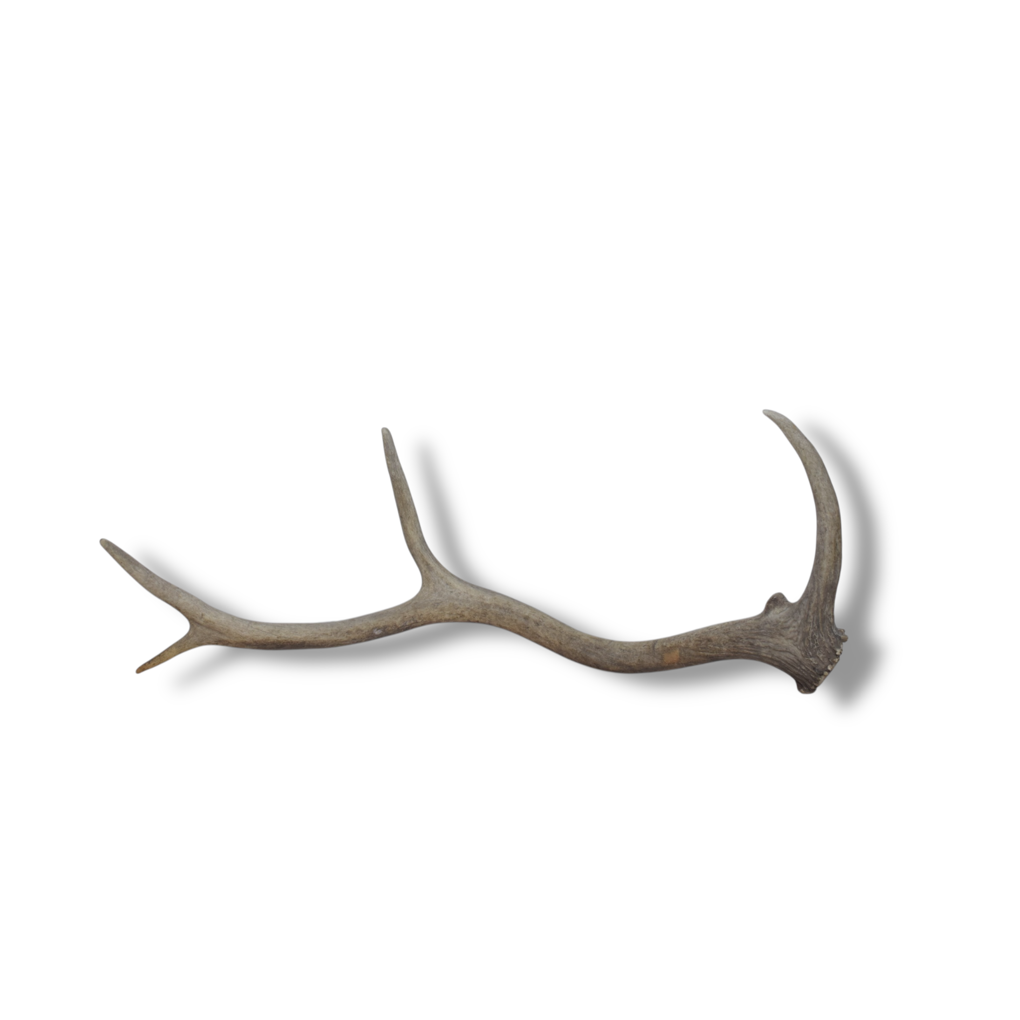 Elk Antler | Small Size | 73