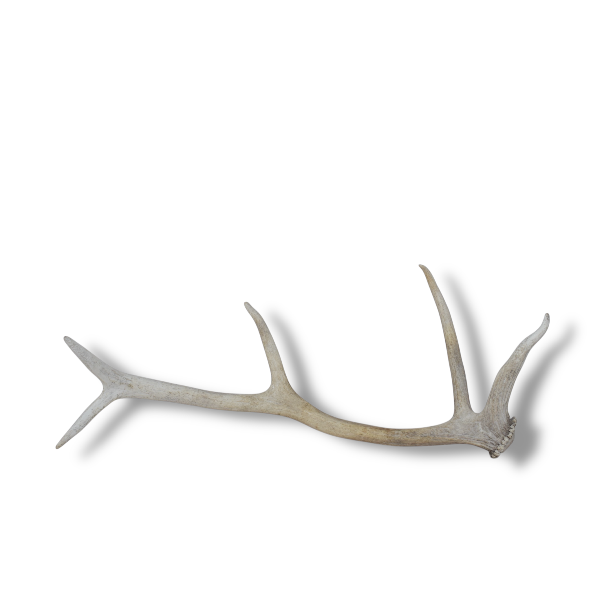 Elk Antler | Small Size | 90
