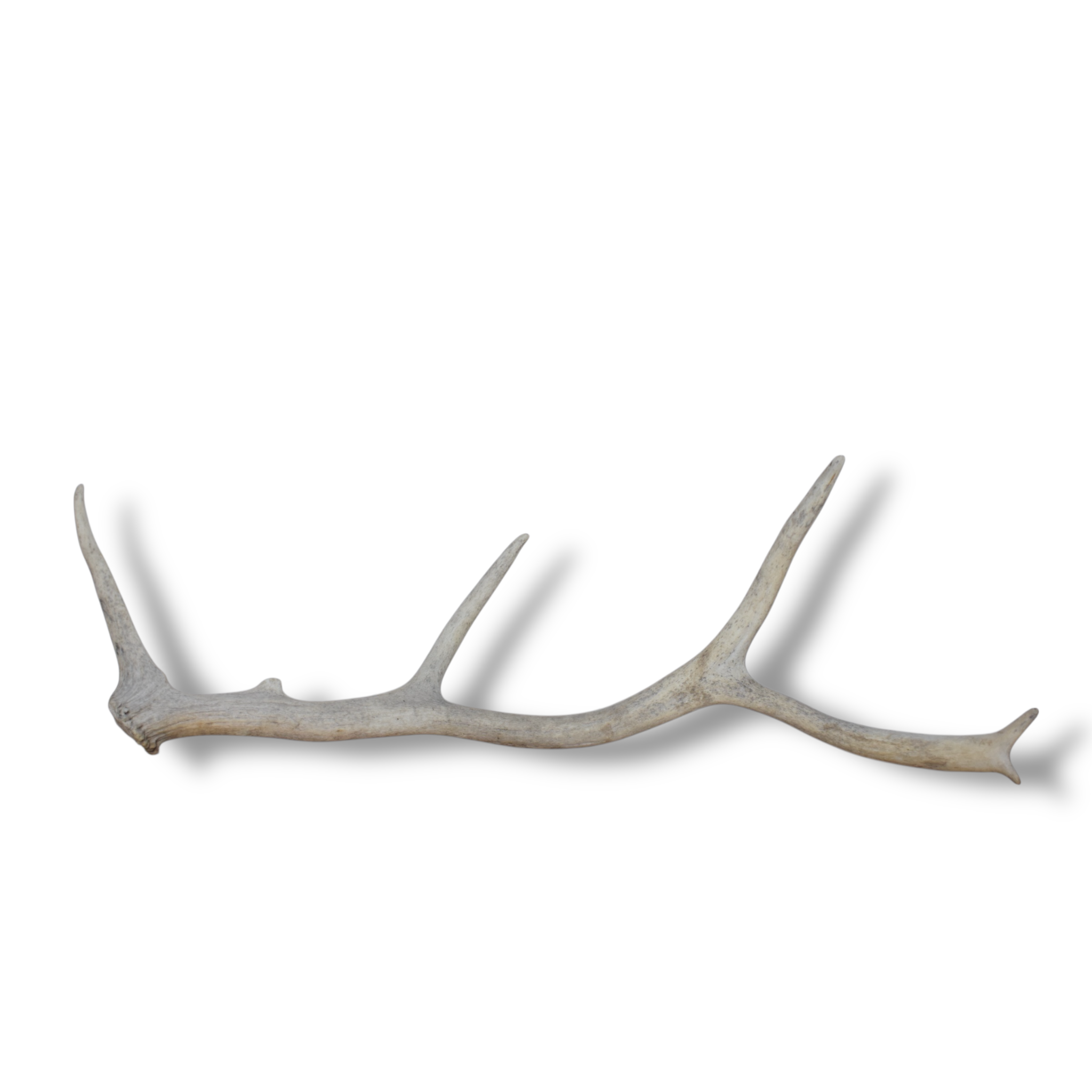 Elk Antler | Medium Size | 85