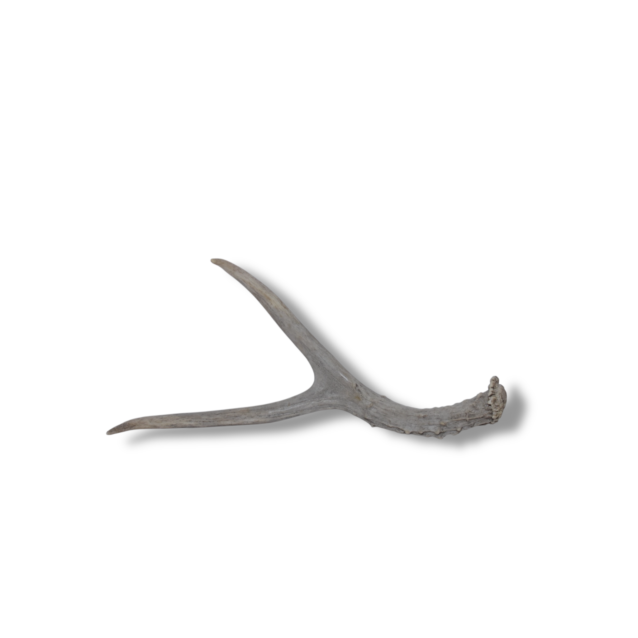 Mule Deer Antler | Extra-Small Size | 27