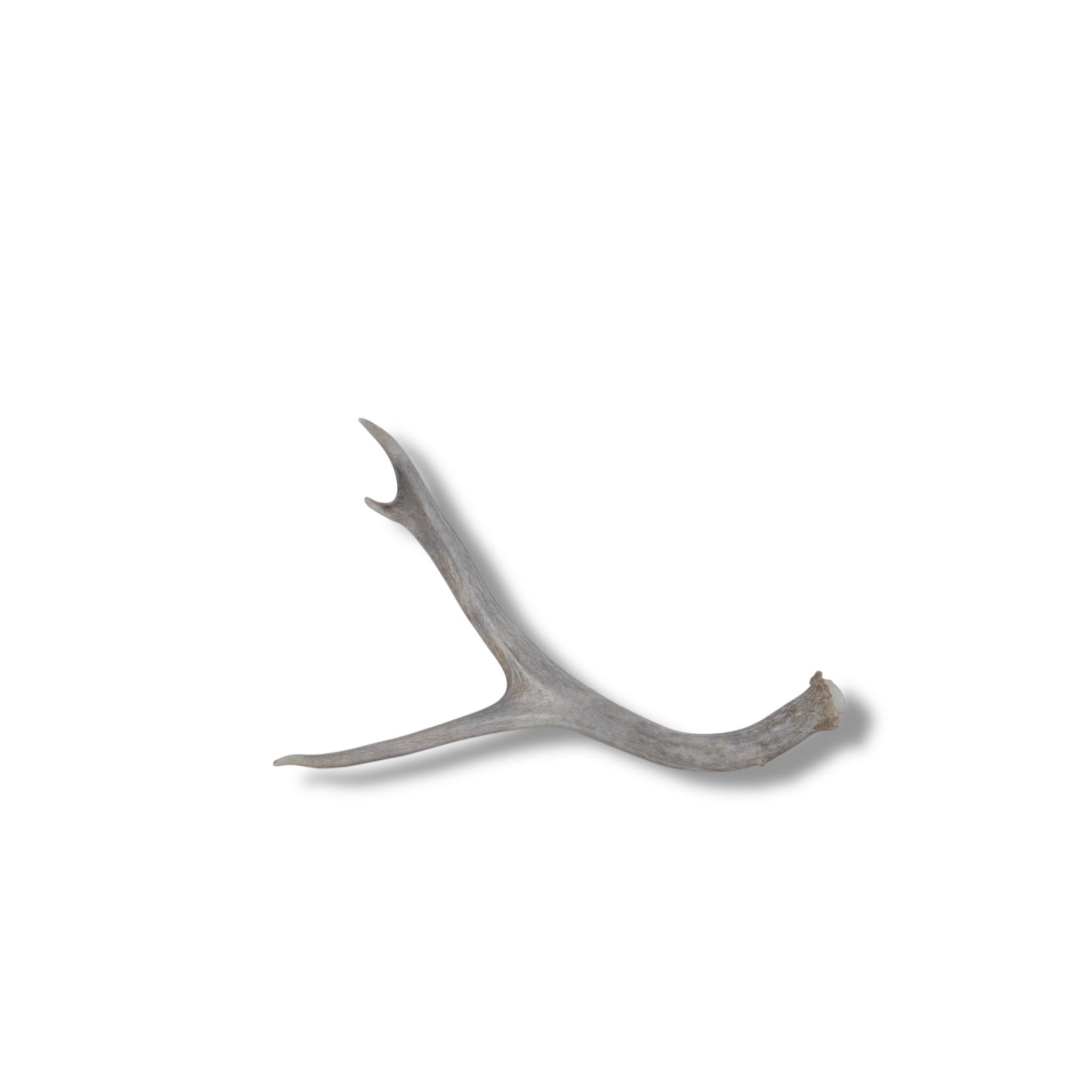 Mule Deer Antler | Small Size | 28