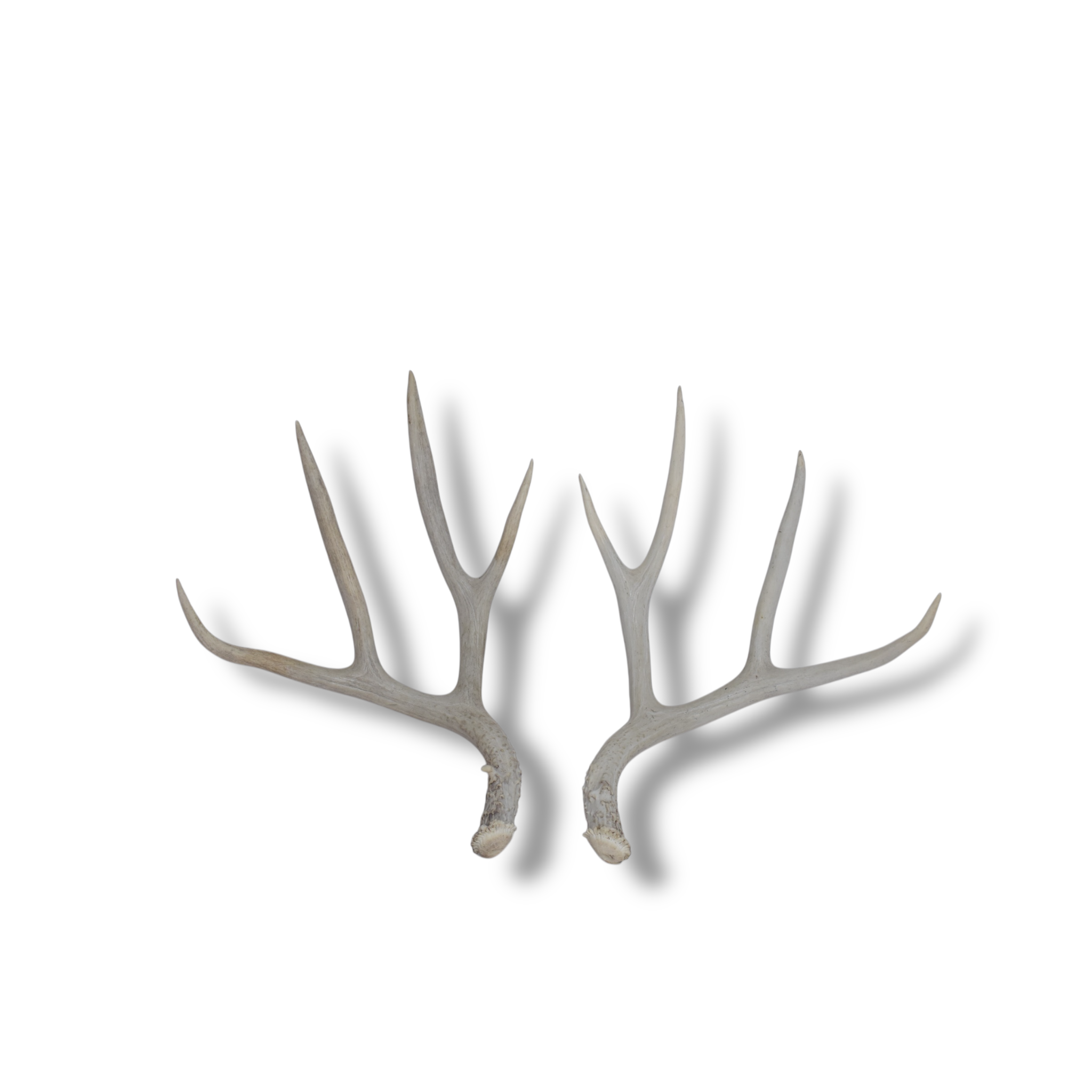 Mule Deer Antler Set | Large Size | 53