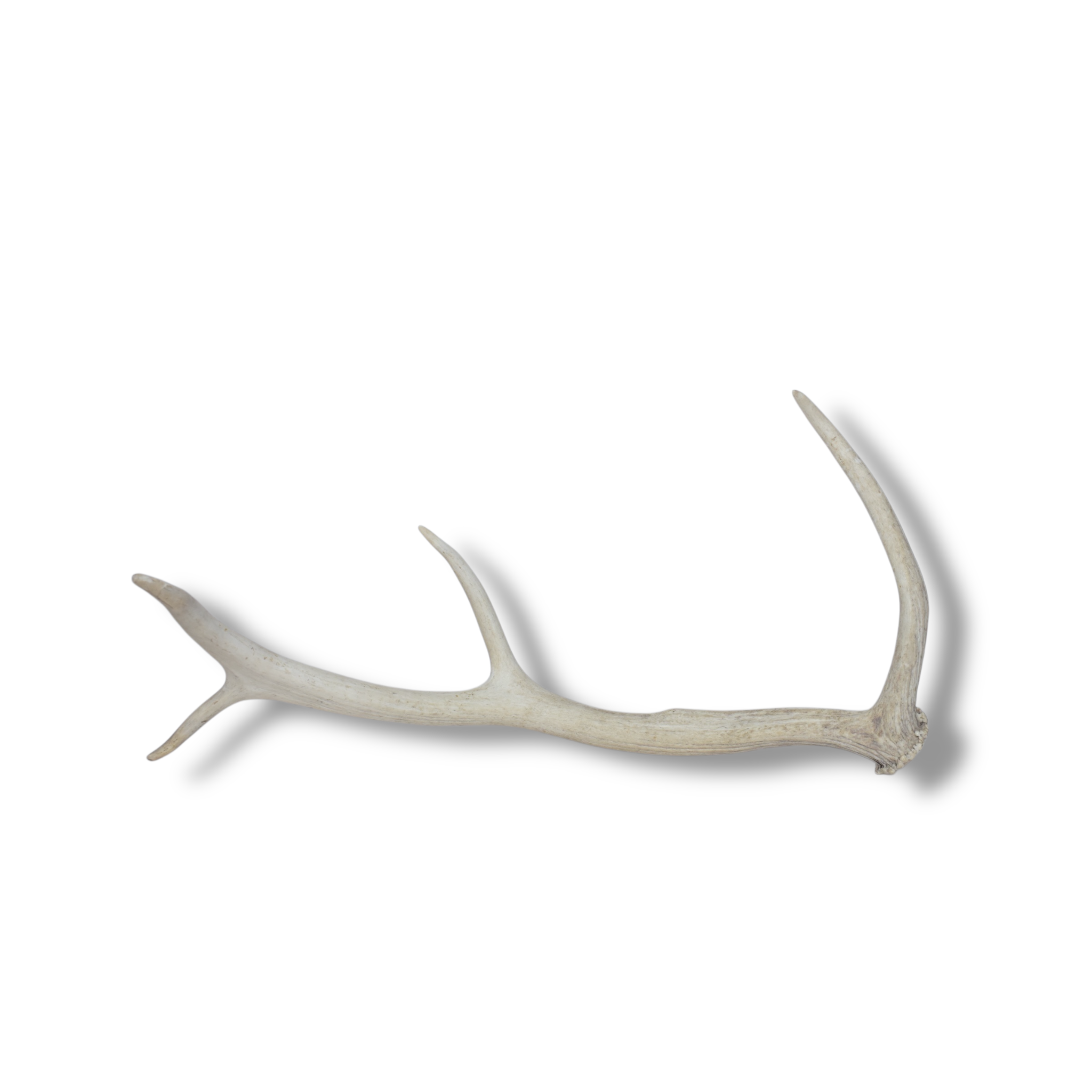 Elk Antler | Small Size | 86